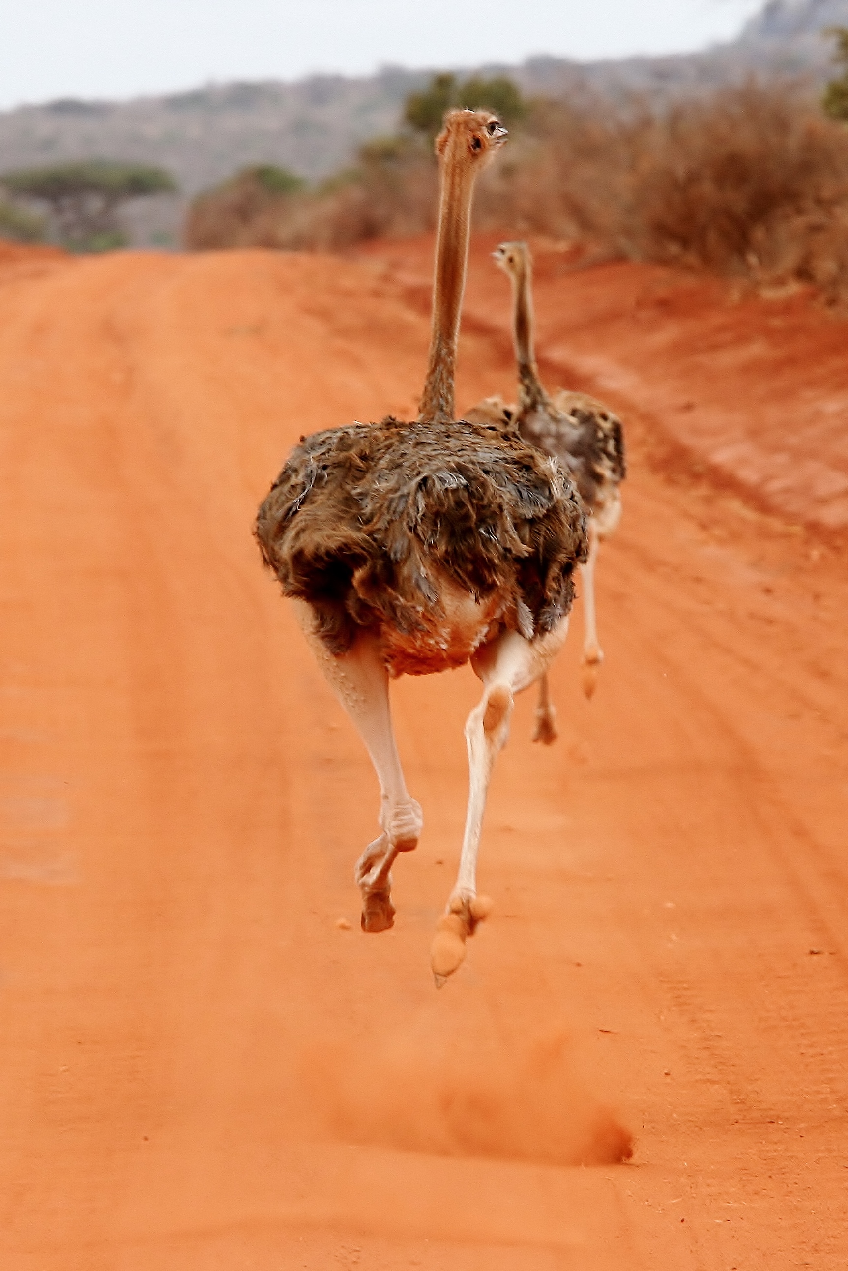Lacorsa degli struzzi - Tsavo East