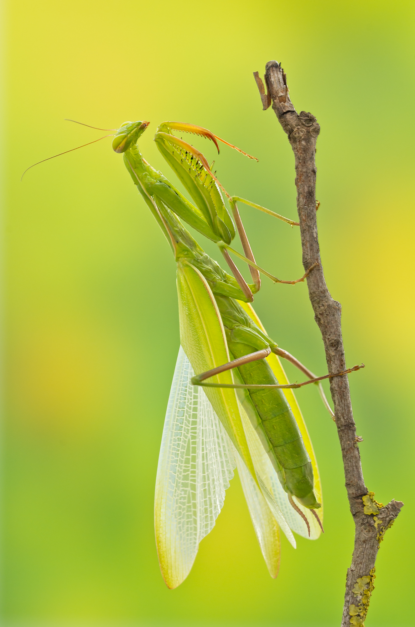 Mantis religiosa (Linnaeus, 1758) - Mantidae