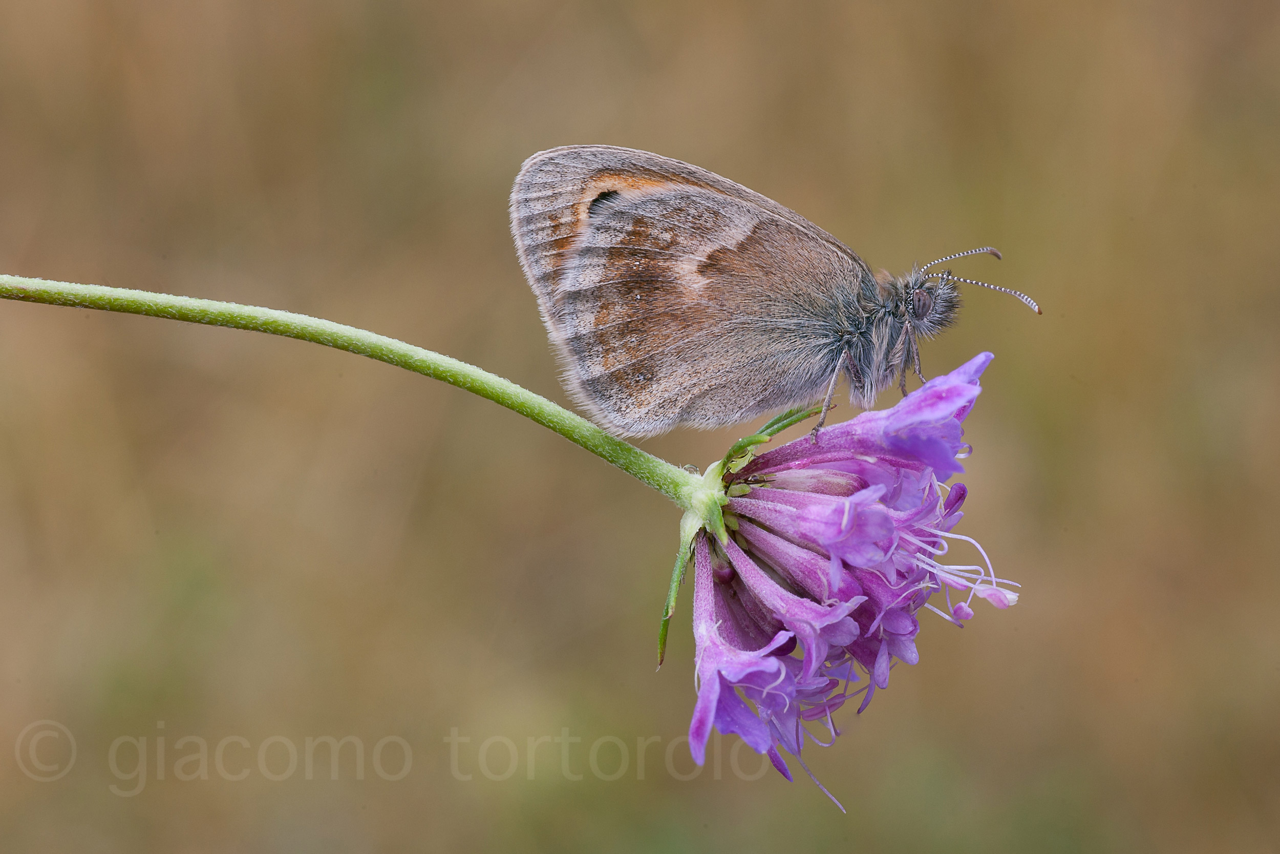 satyridae - Coenonympha Pamphilus