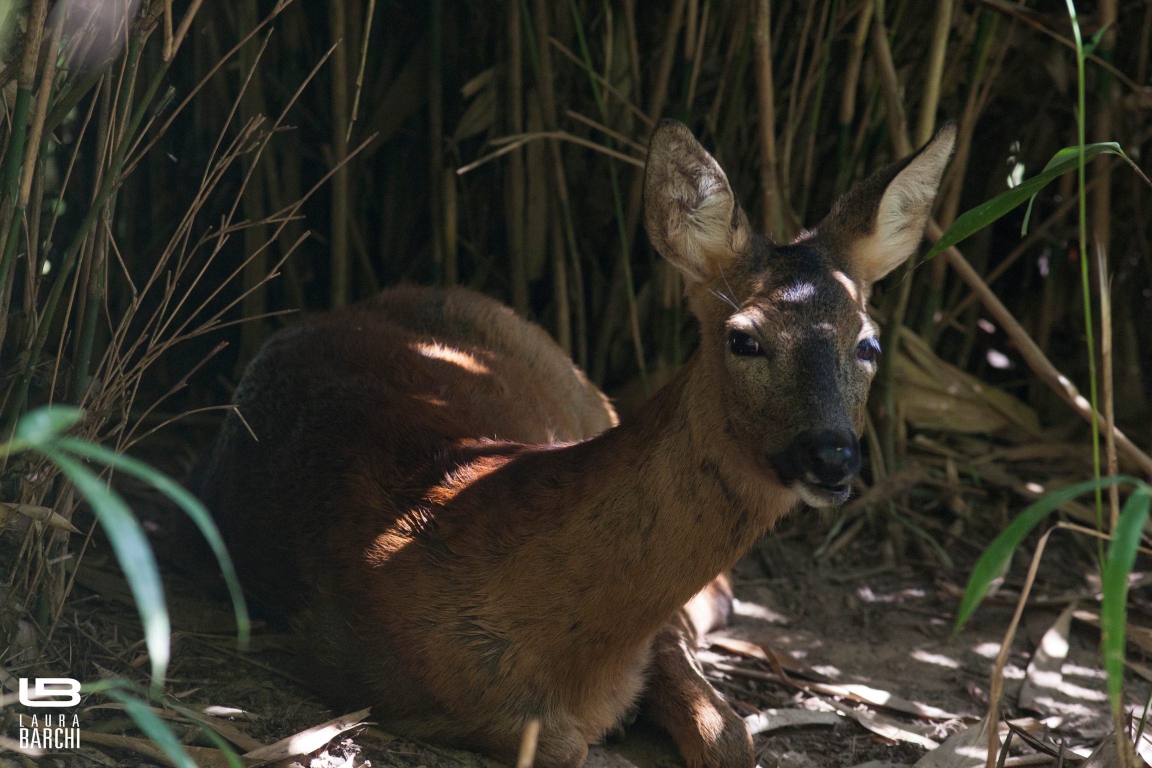 Gli occhi dolci del capriolo