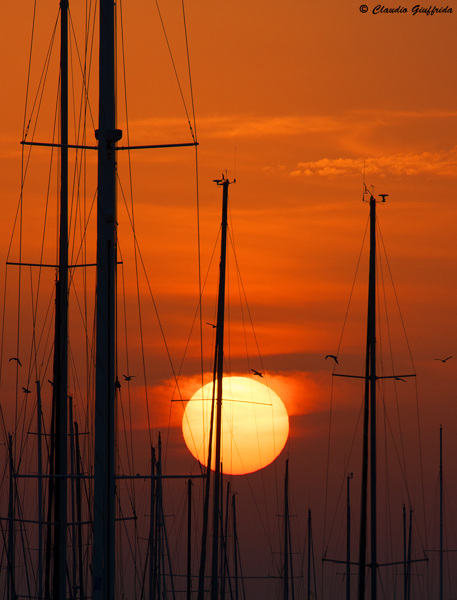 l'alba degli alberi maestri