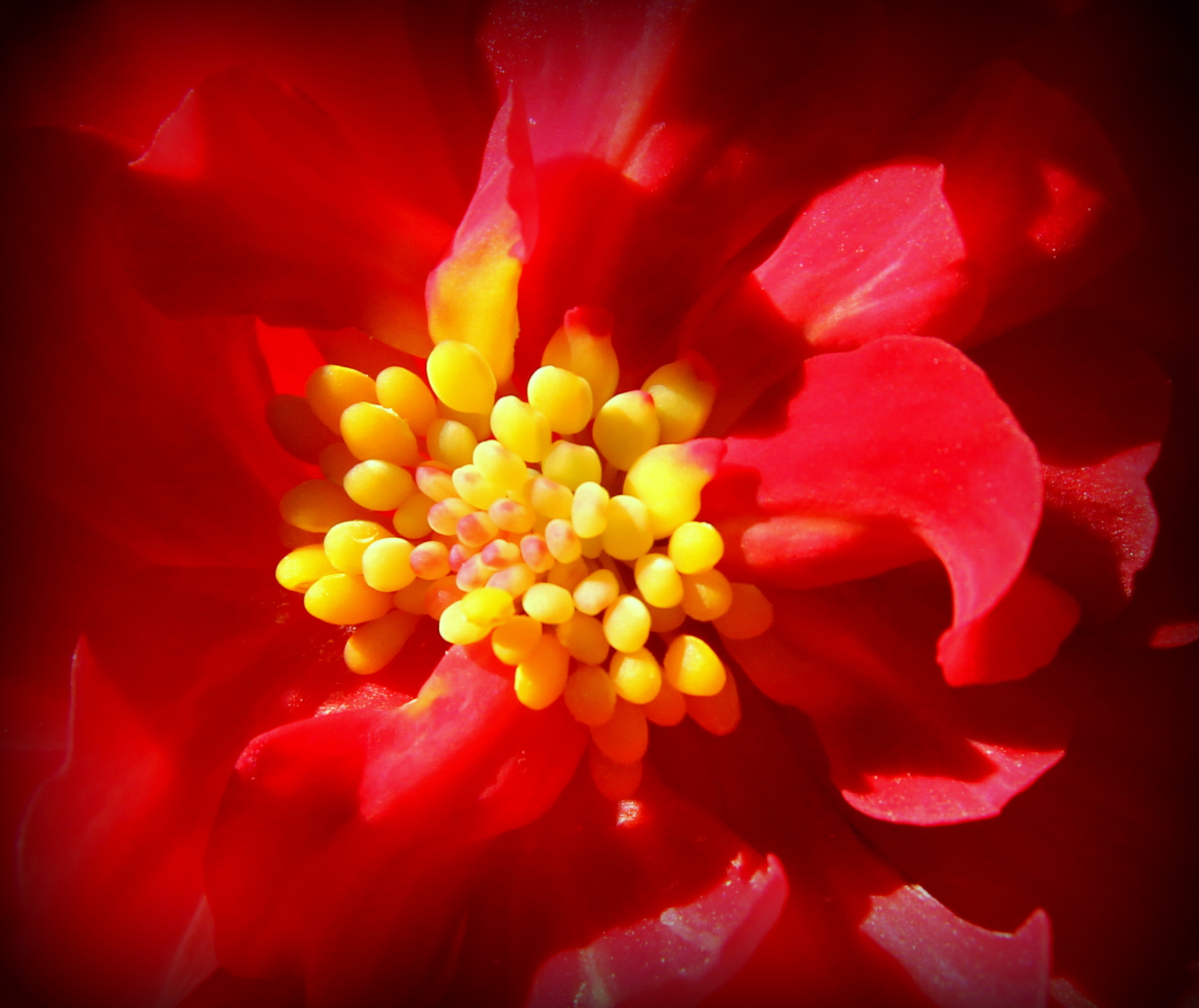 Il cuore della begonia