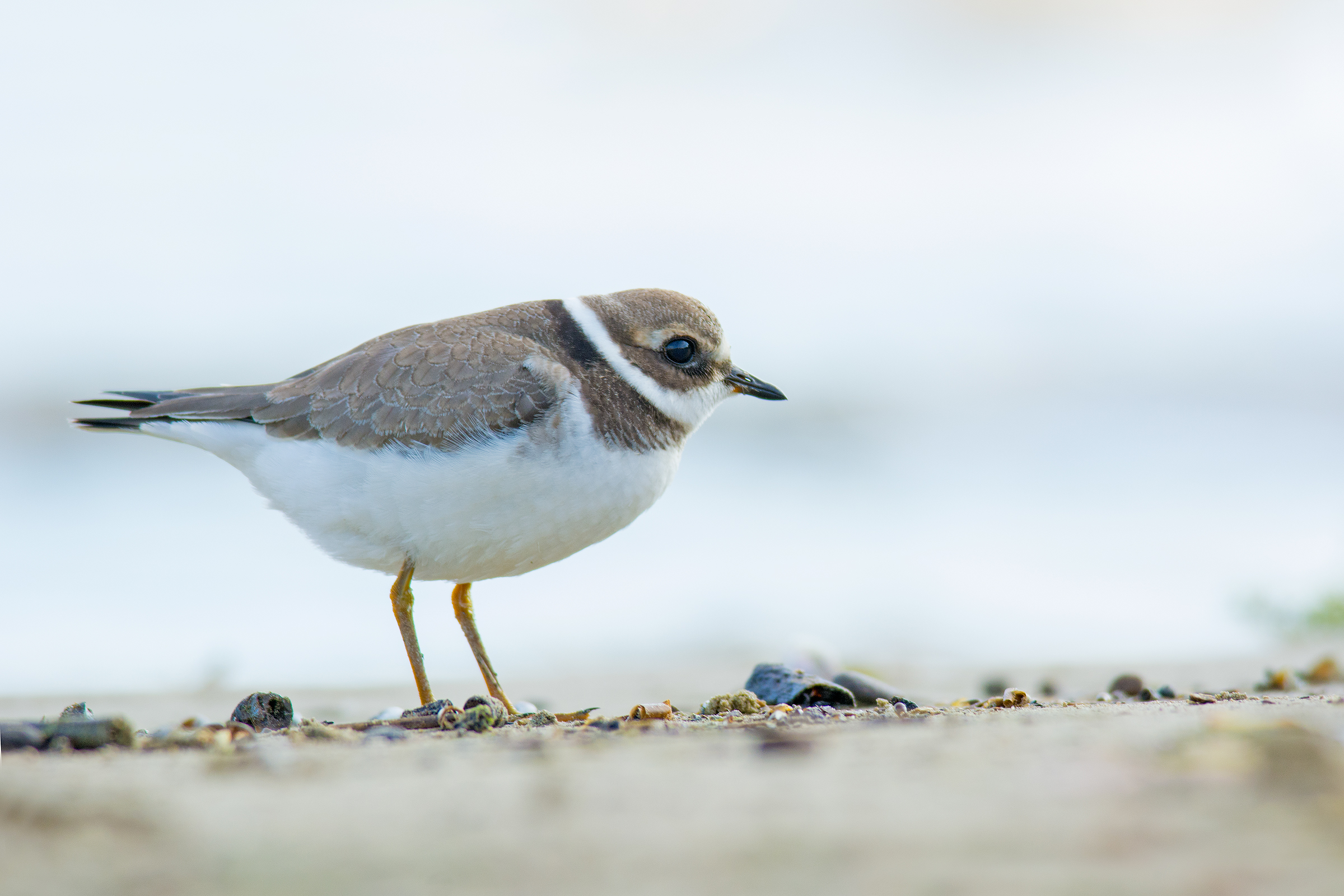 Ringed Plover Thurs.