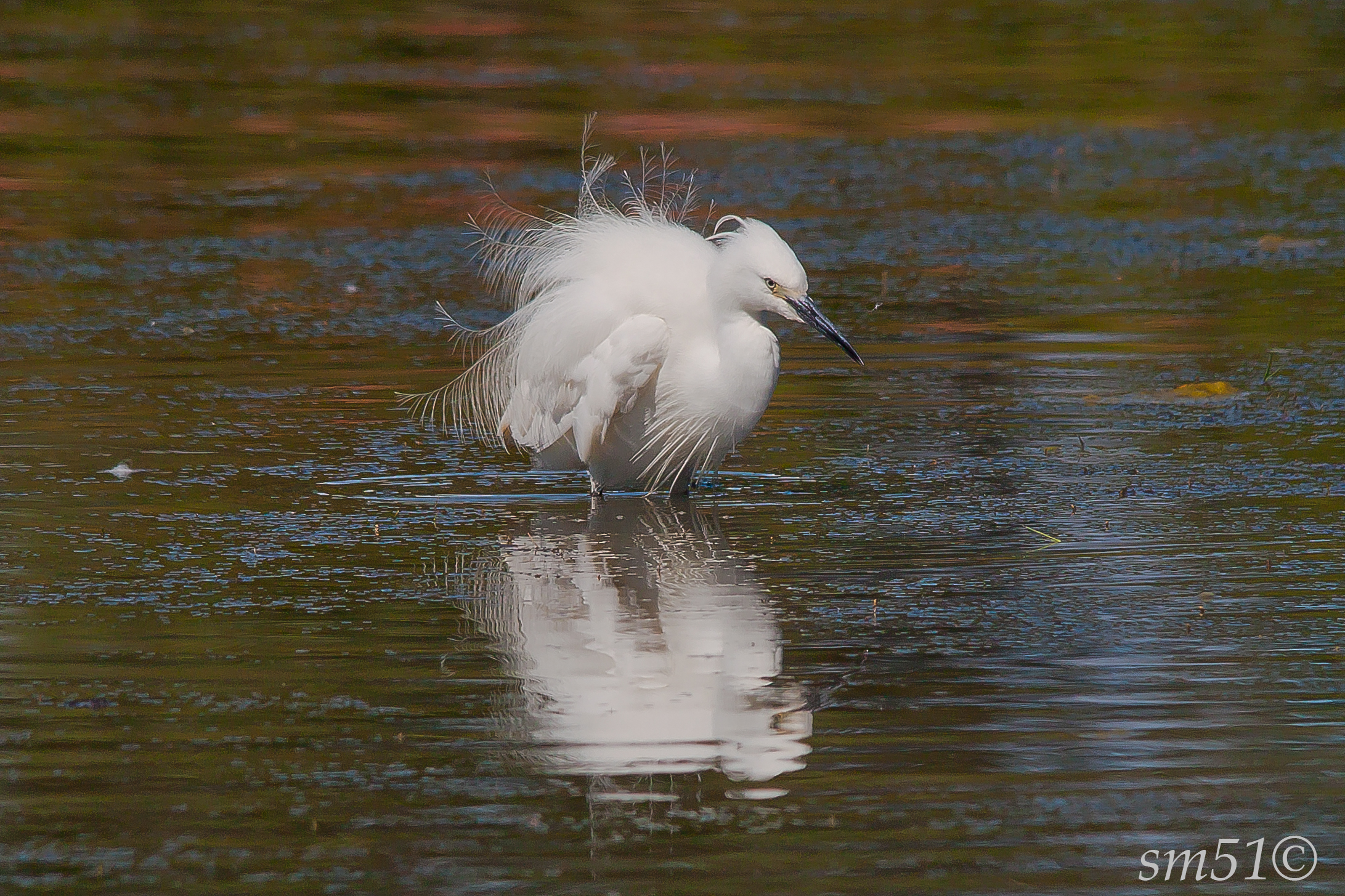 Egret