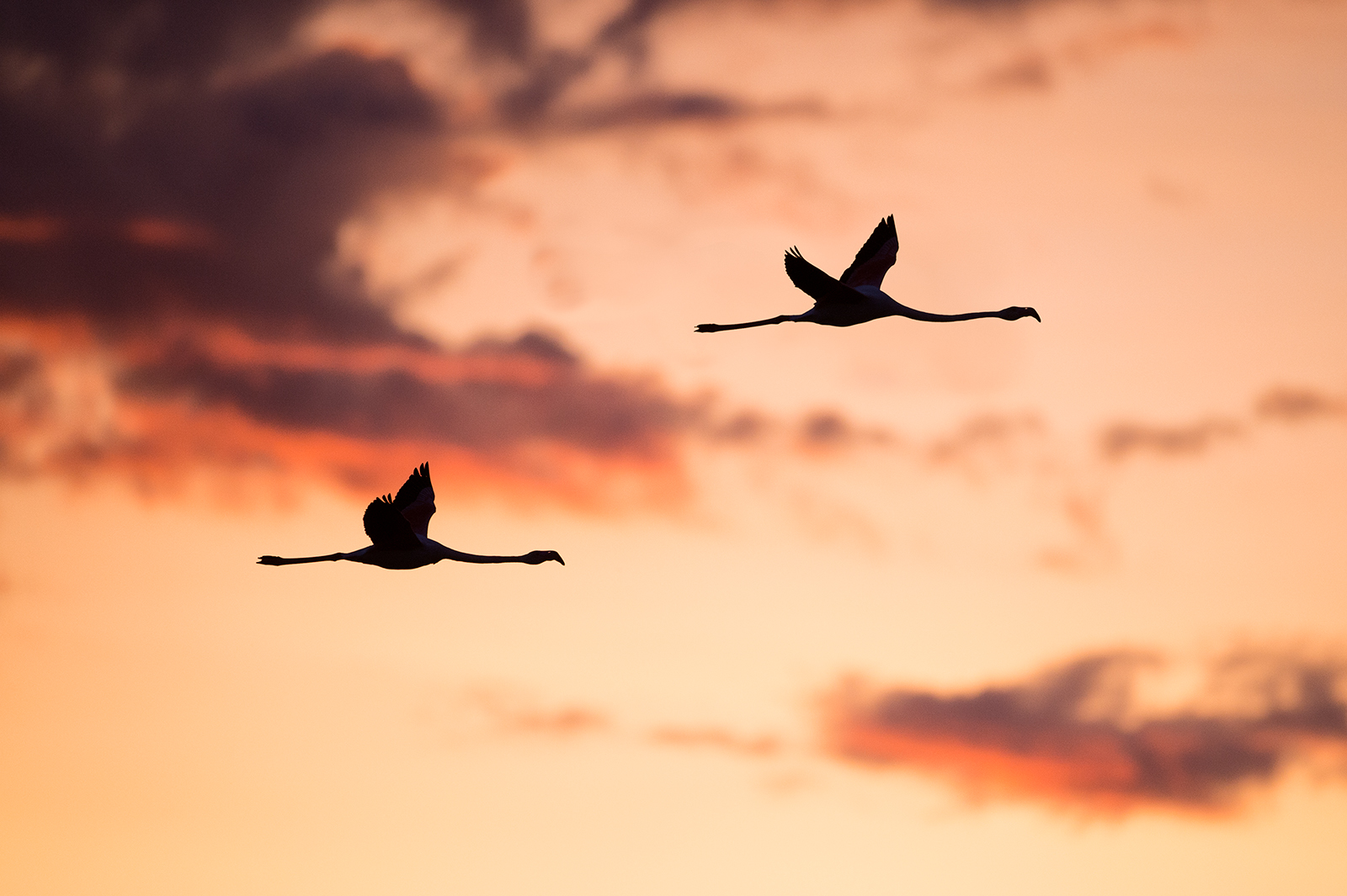 Fenicotteri all'alba