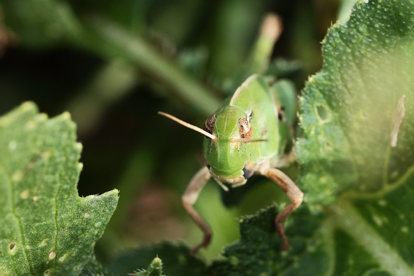 Grasshopper