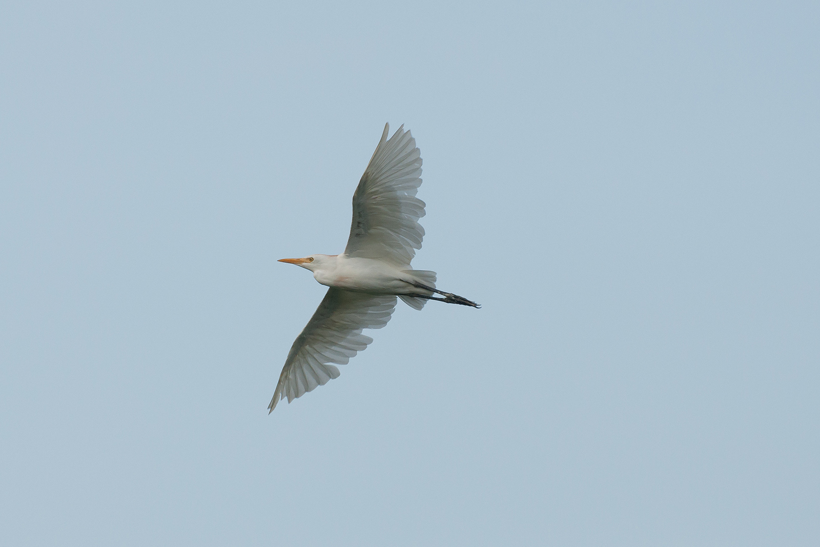 Egret in flight