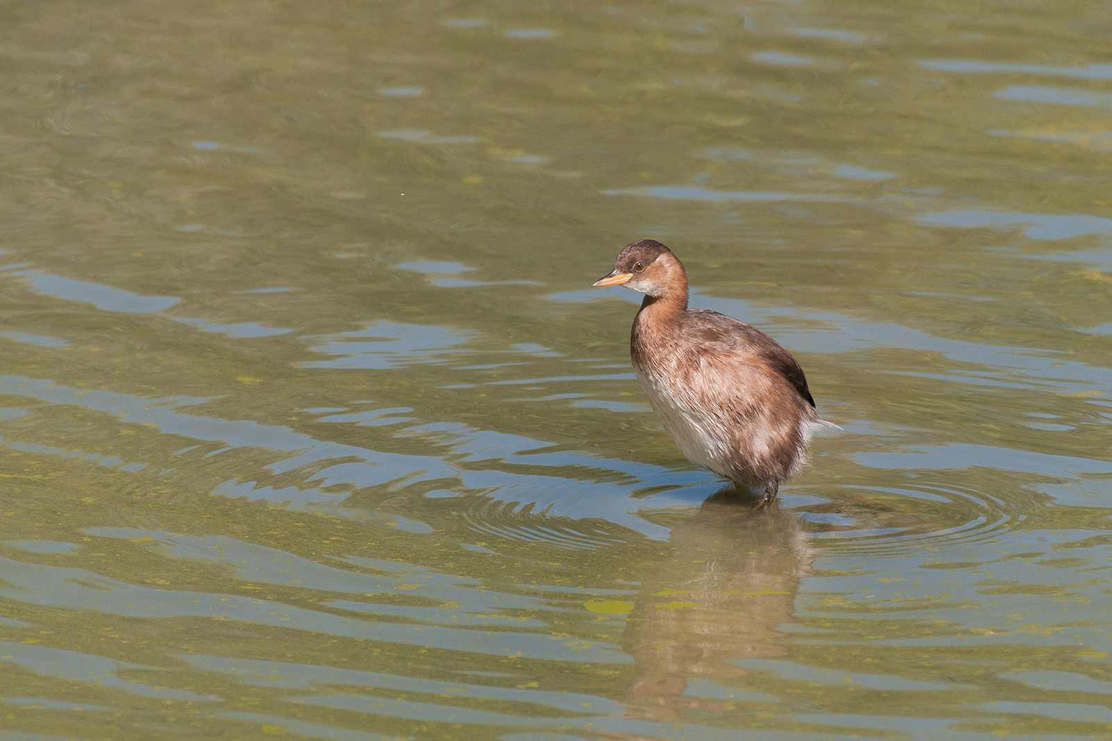 Little Grebe
