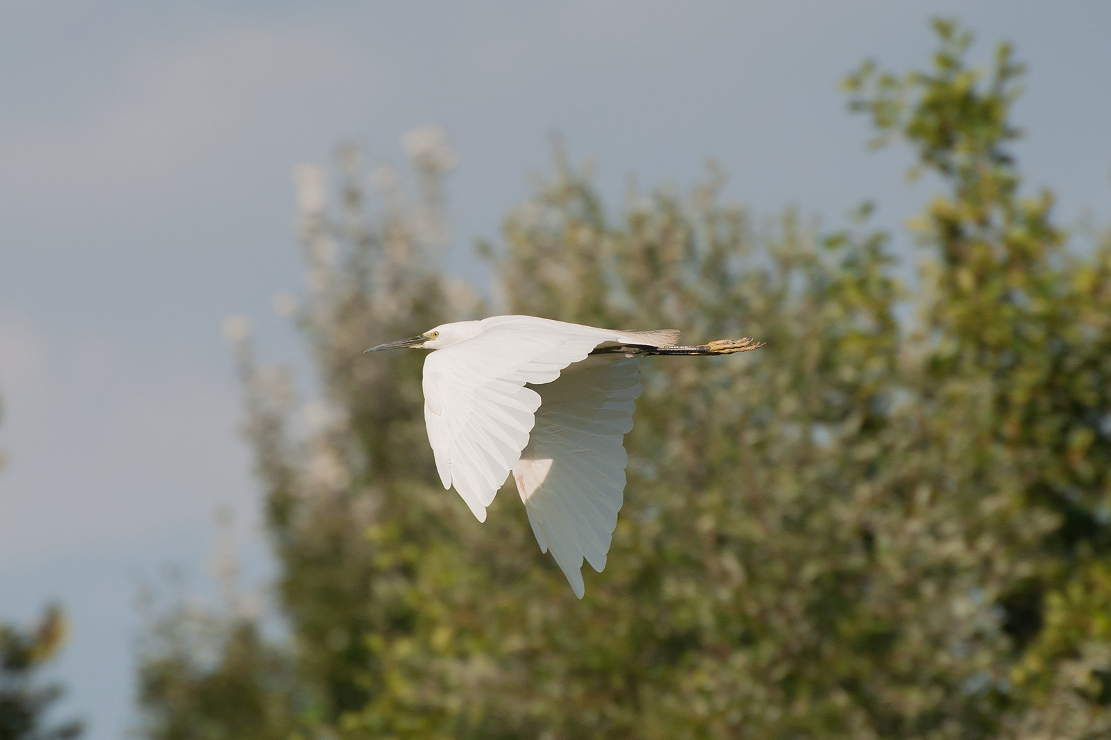 Egret in flight