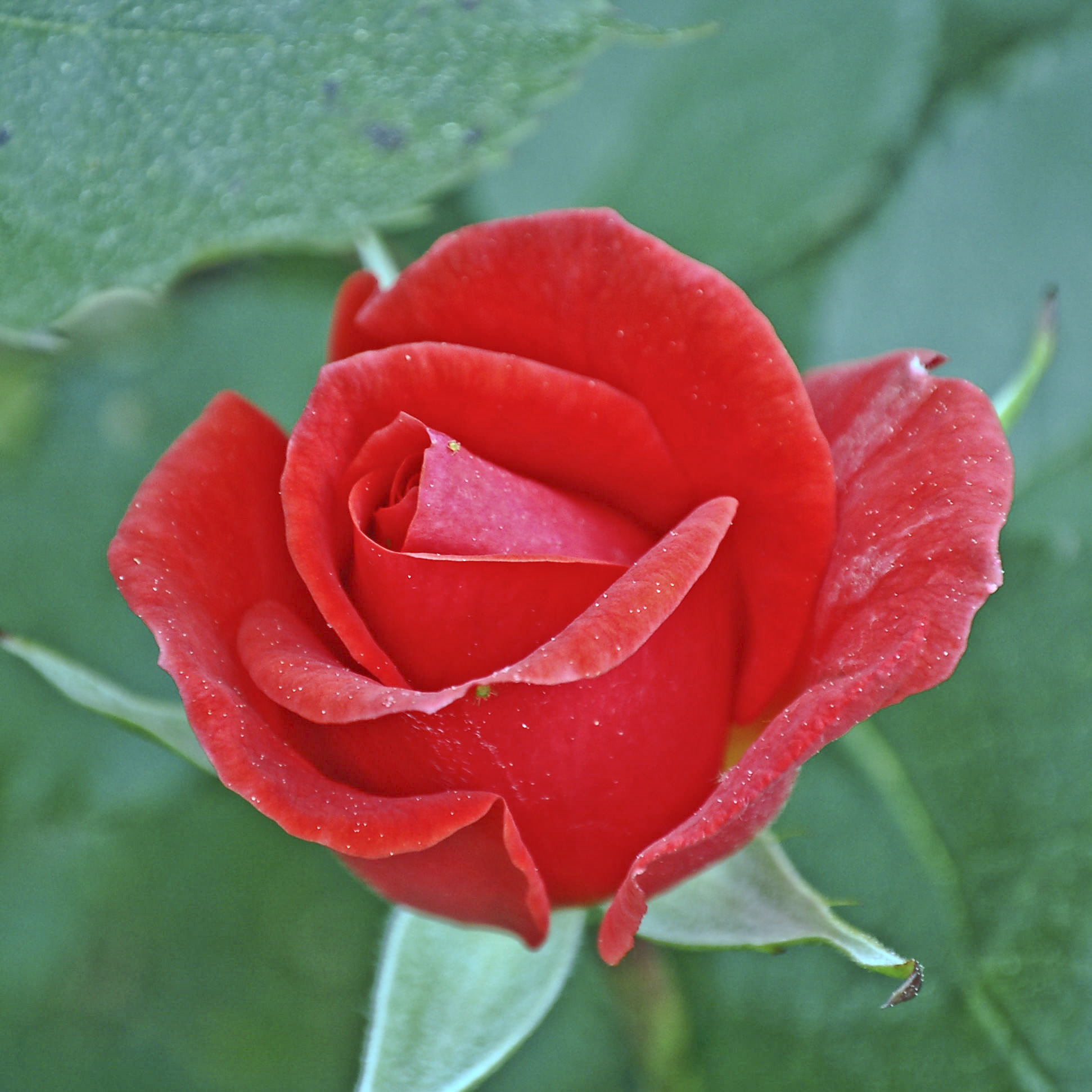 Rosa