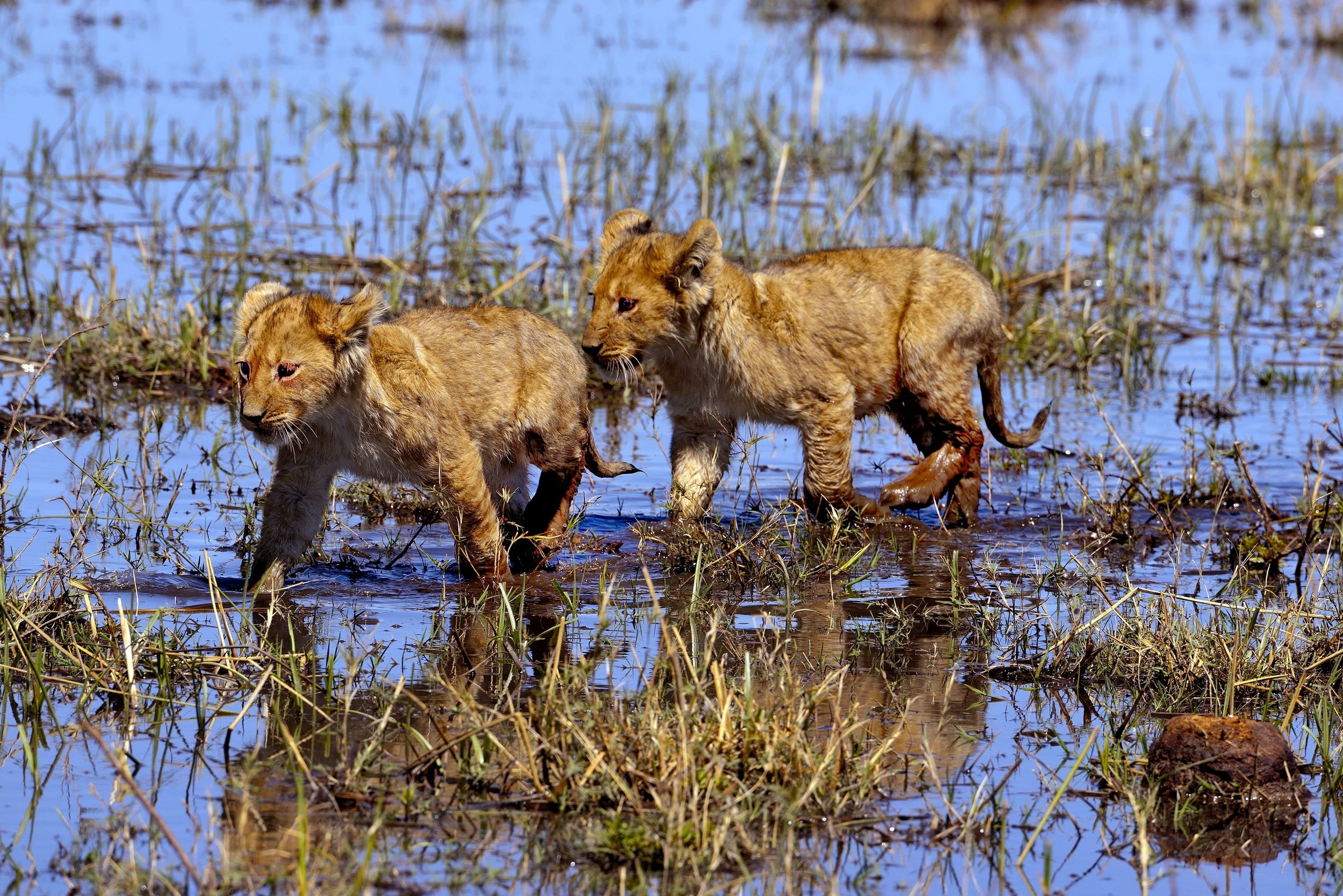 cuccioli nell'acqua