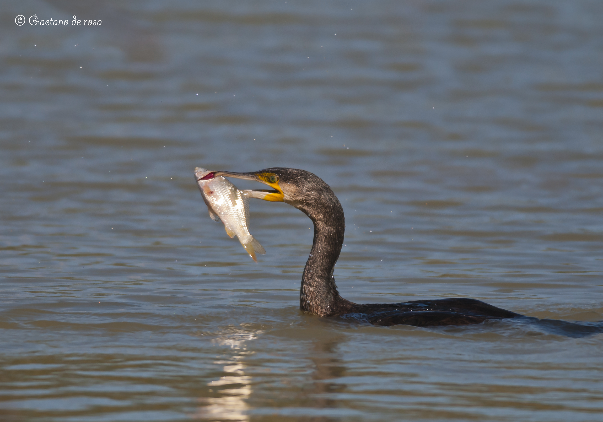 Cormorant with prey .. 20m dist ...