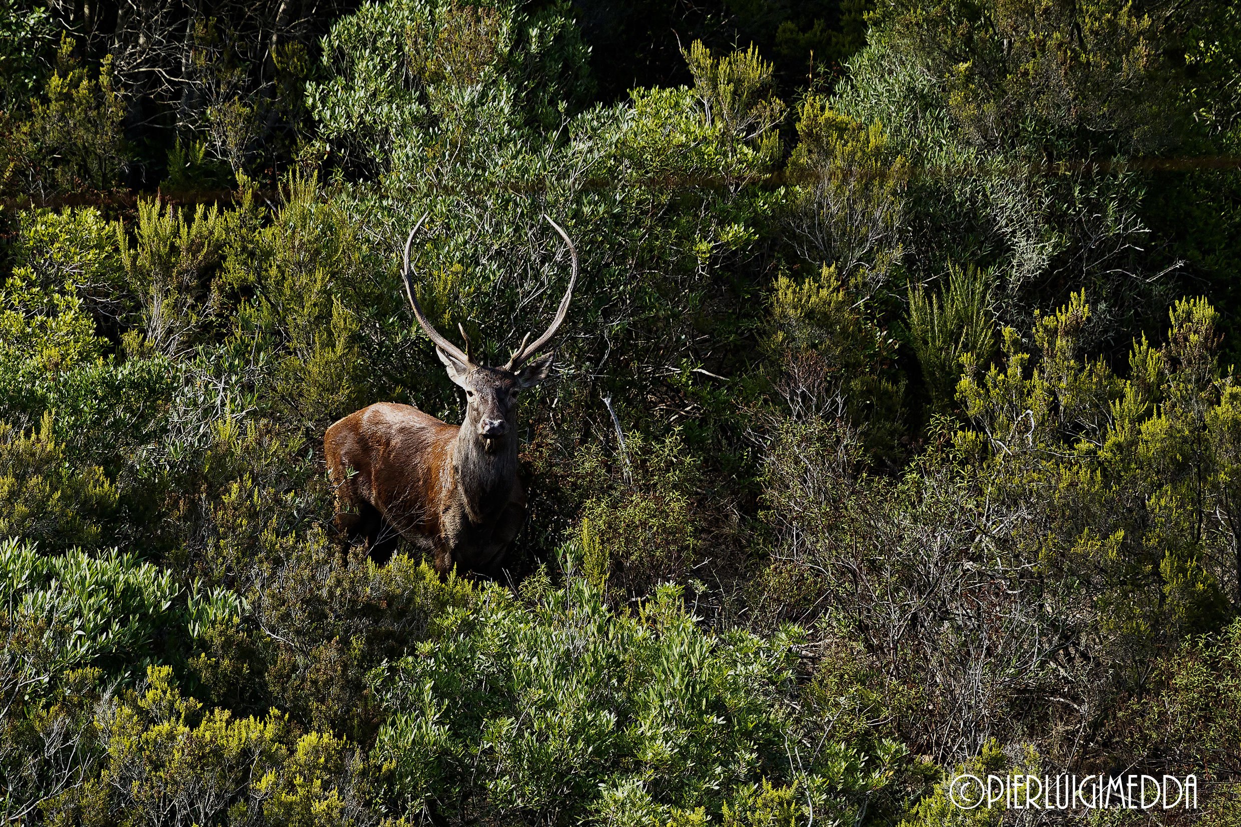 Cervo sardo