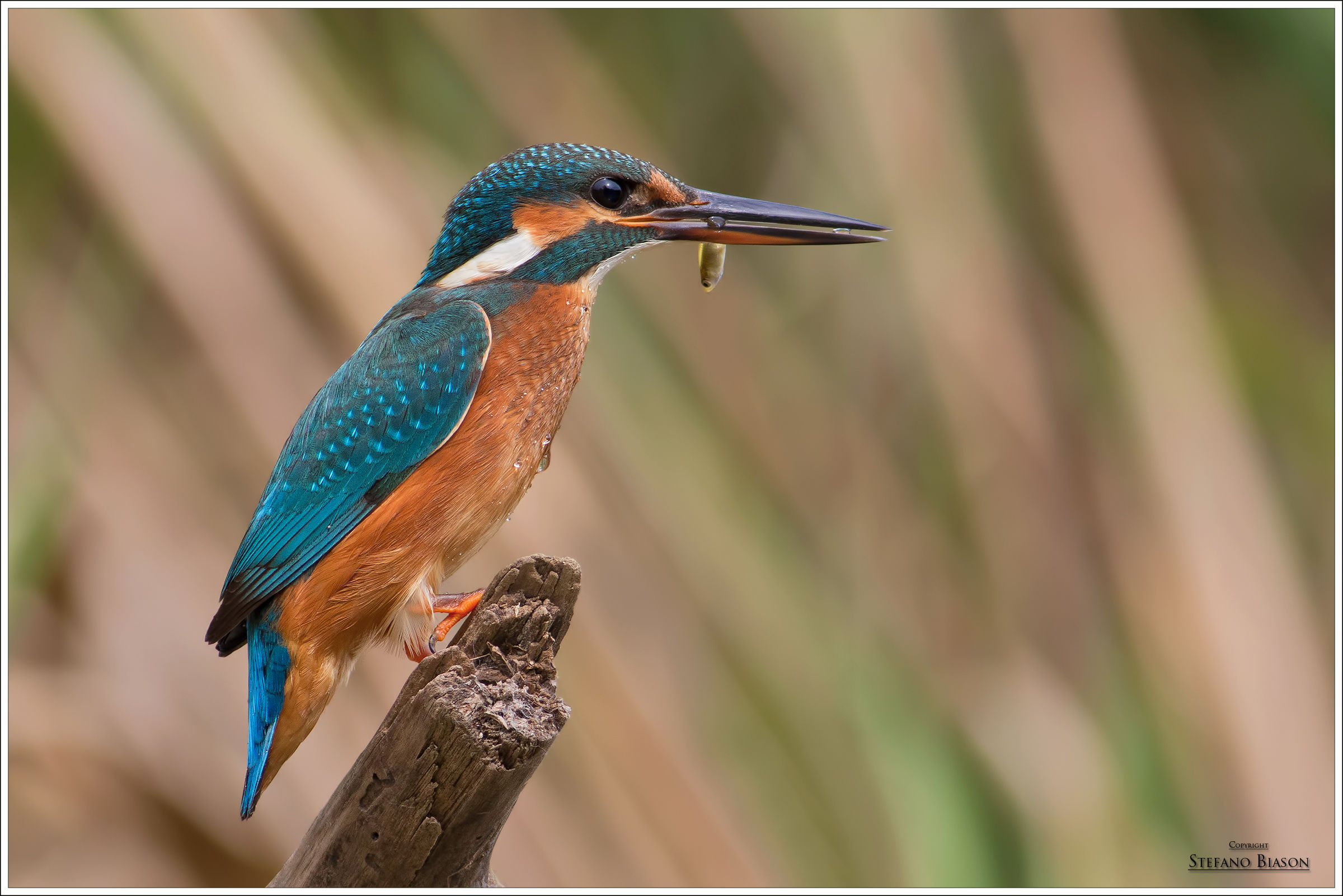kingfisher