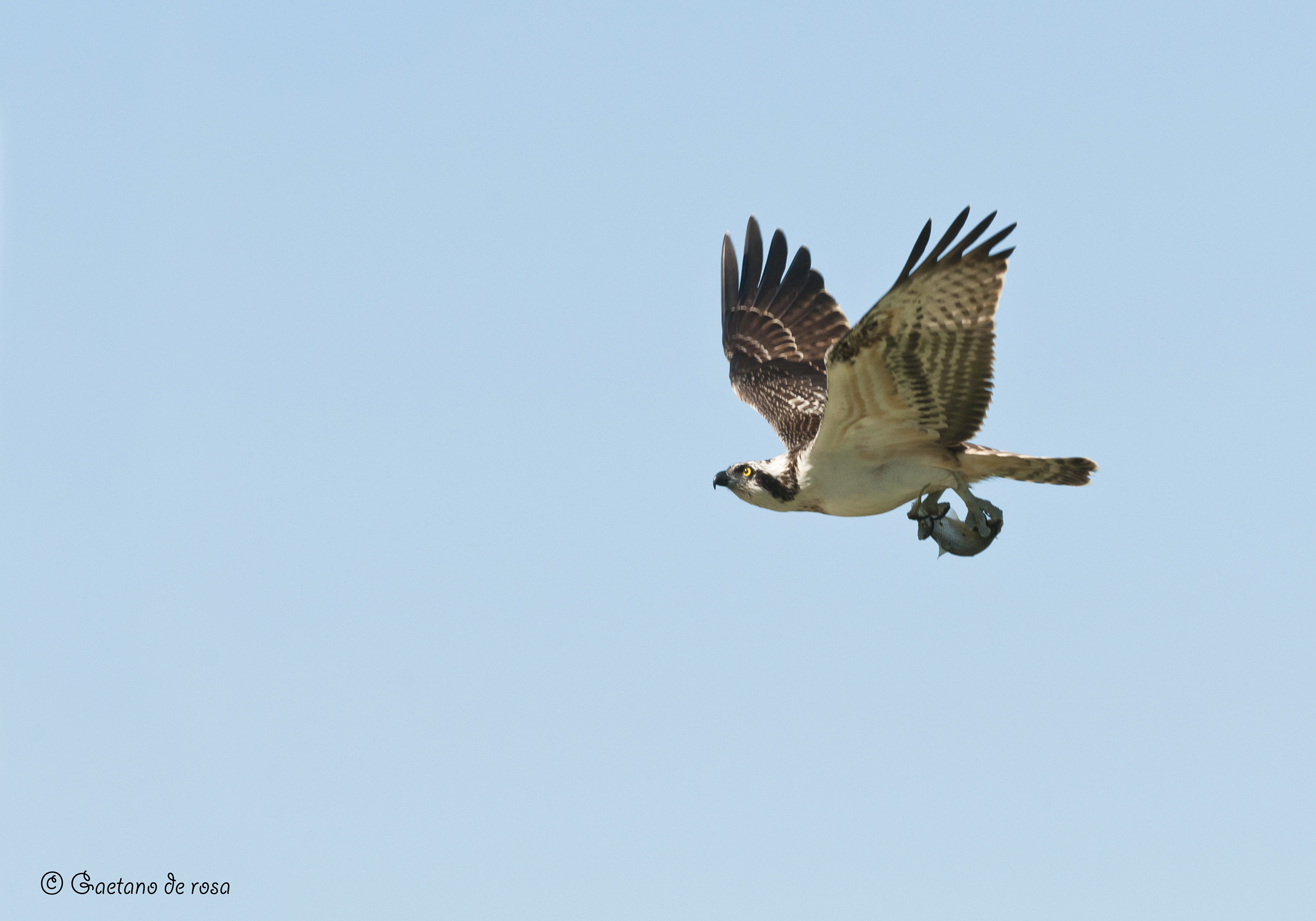 Falco pescatore con preda