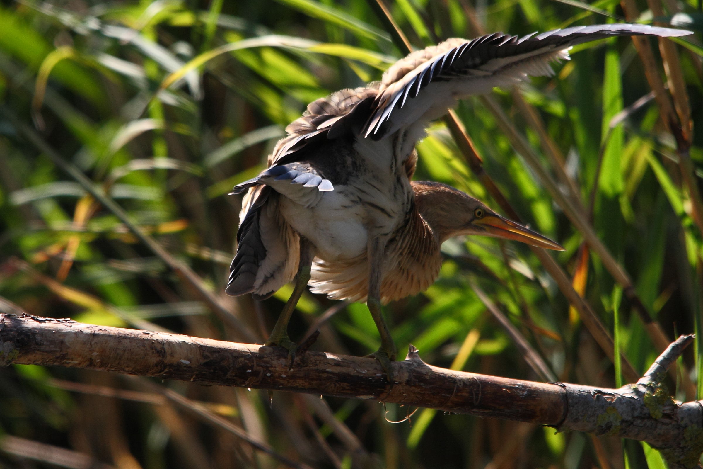 ballo del tarabusino