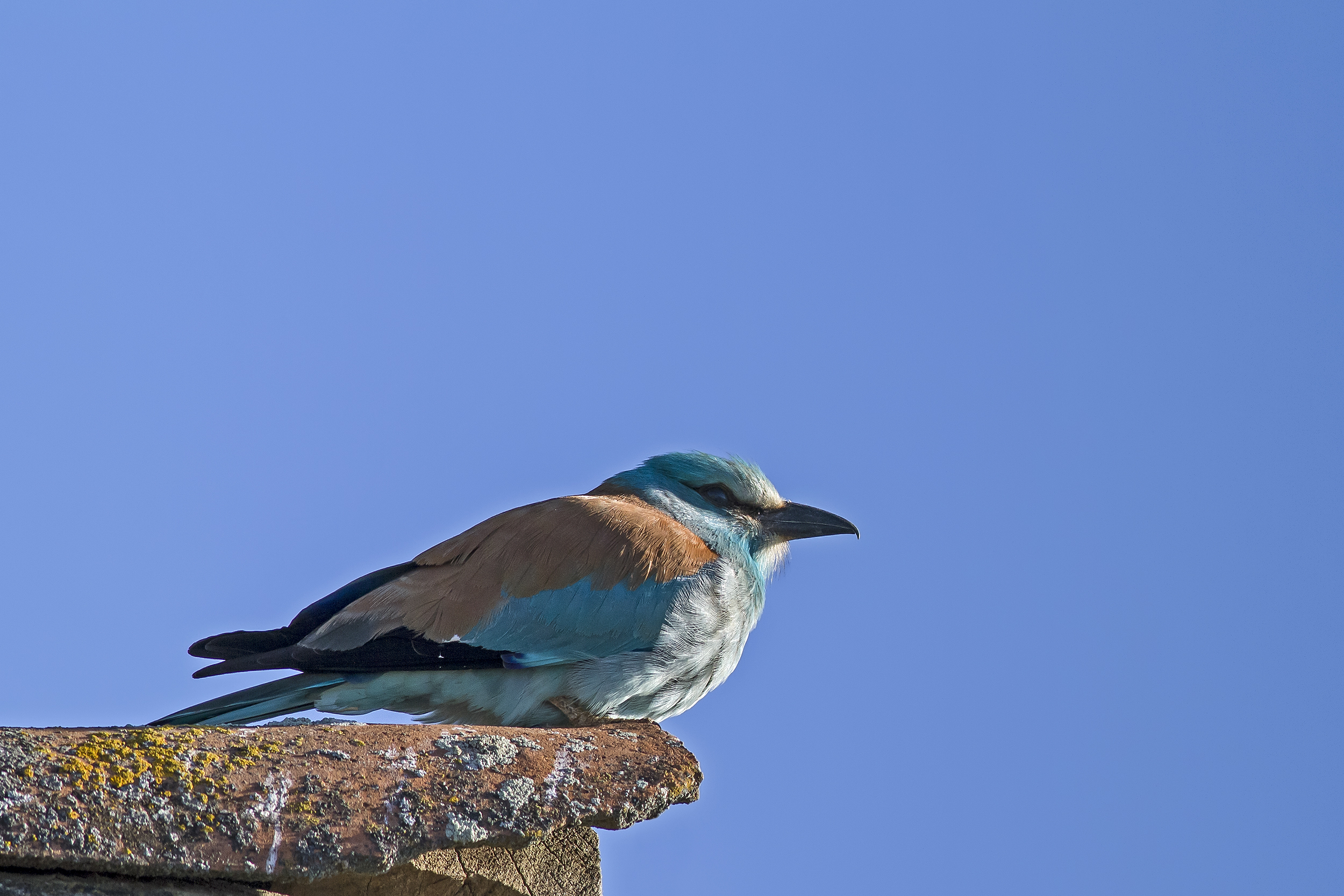 European Roller