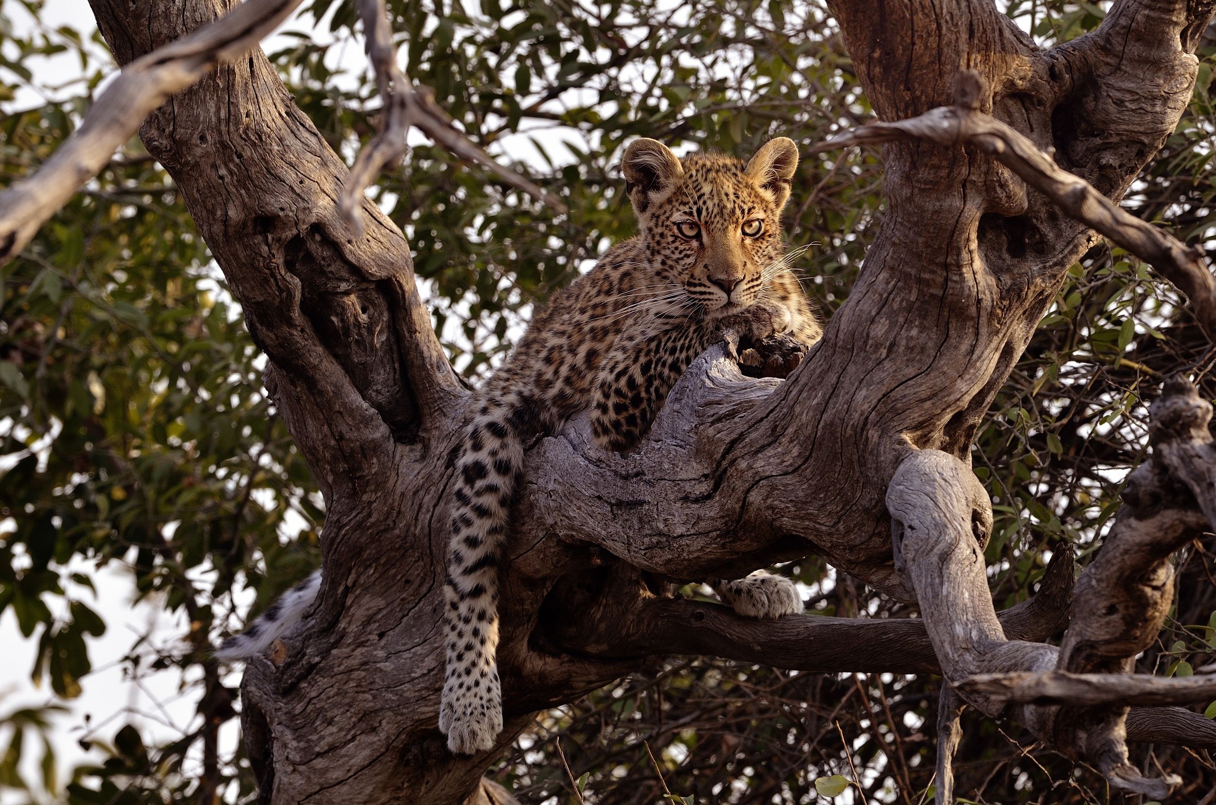 cucciolo di leopardo