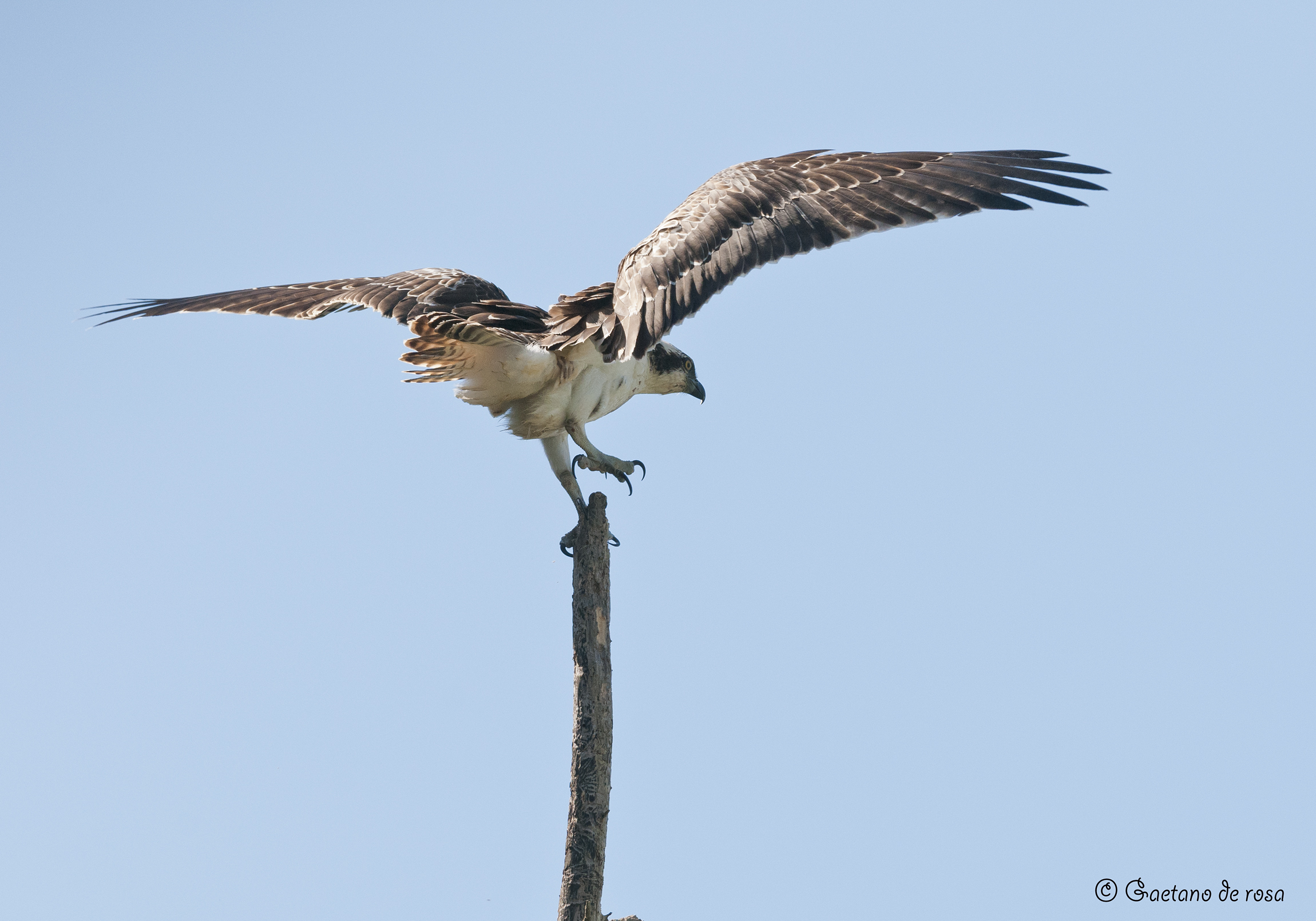 Falco Pescatore dist.22m
