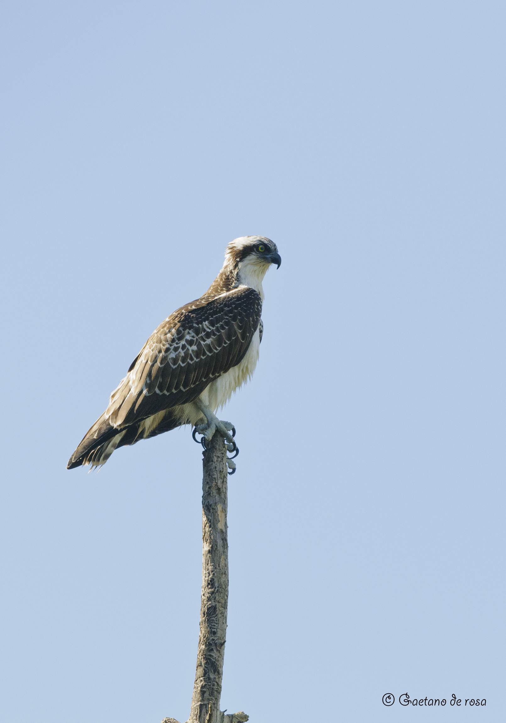 Falco Pescatore.esp+0.3