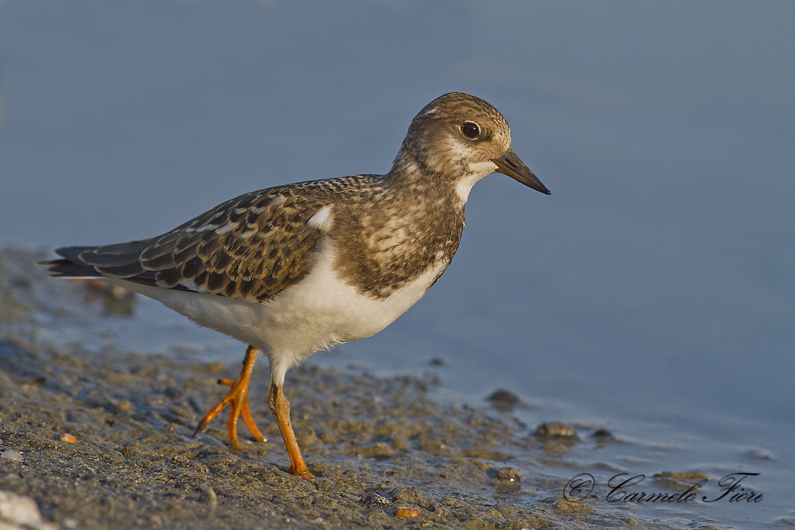 Turnstone