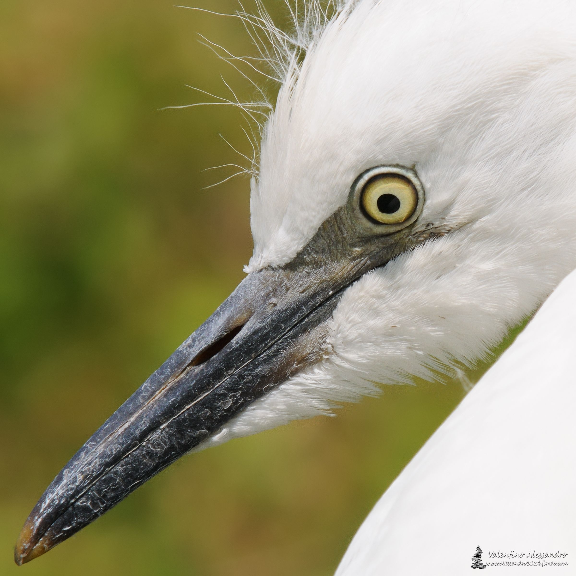 immature guardiabuoi