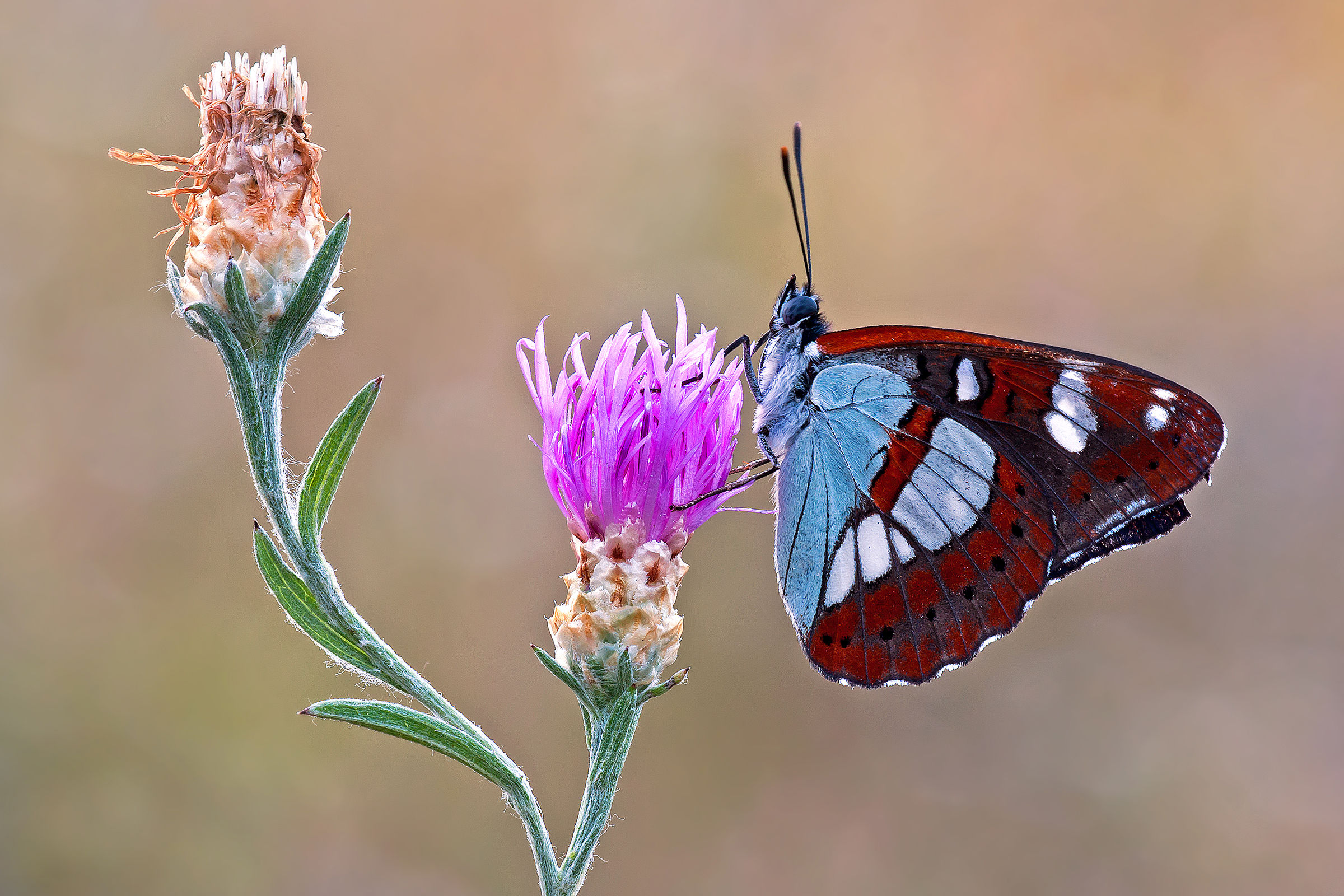 Limenitis reducta