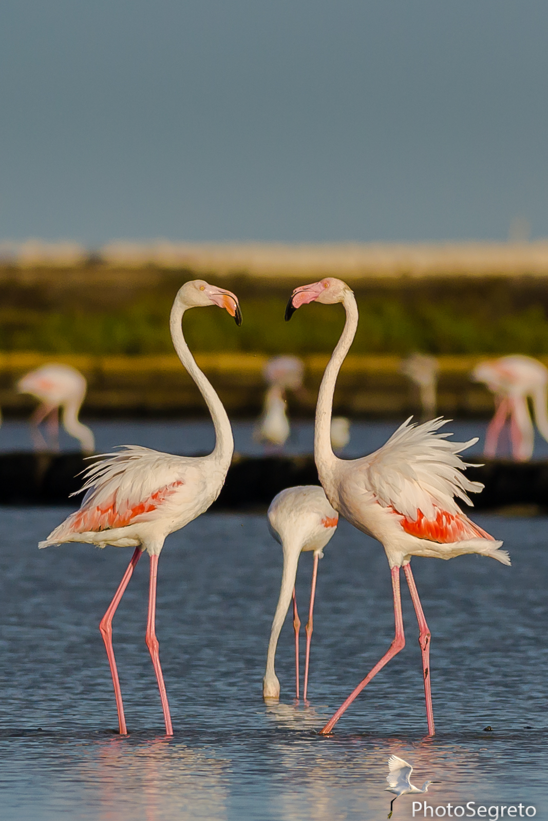 Fenicotteri innamorati