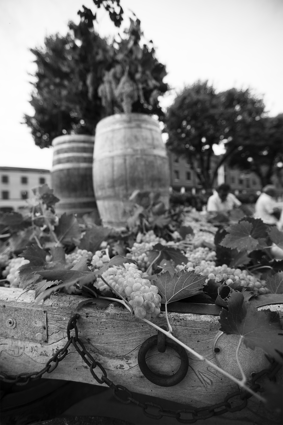 Soave - Grape Festival