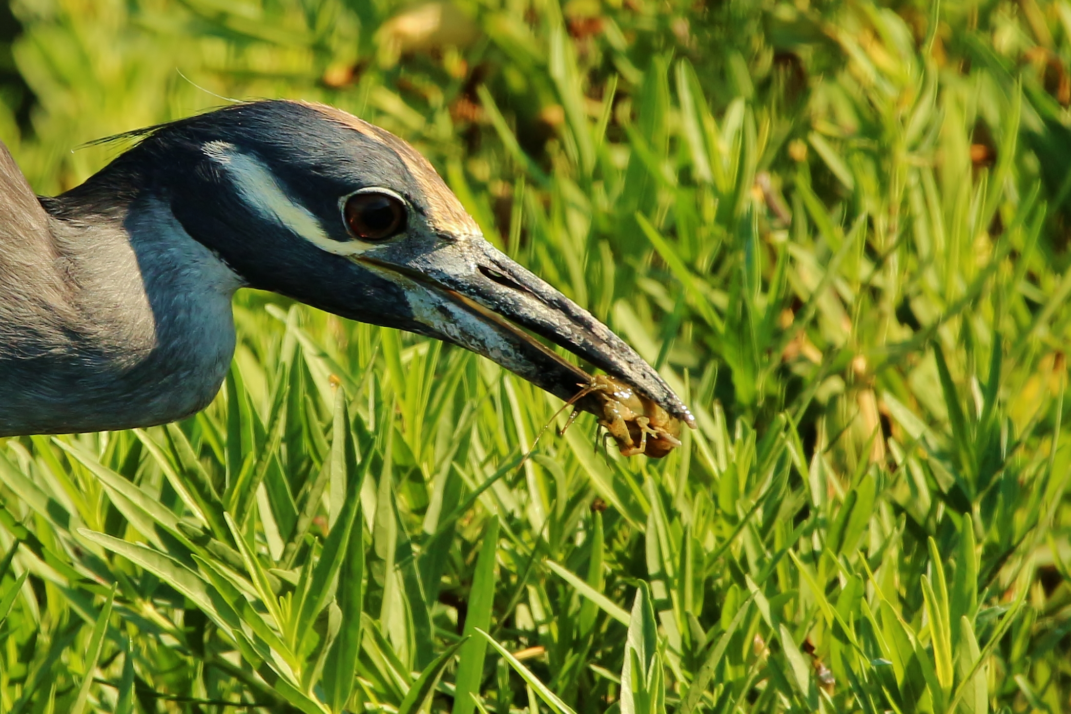Yellow-crowned Night Heron - scampi Lover