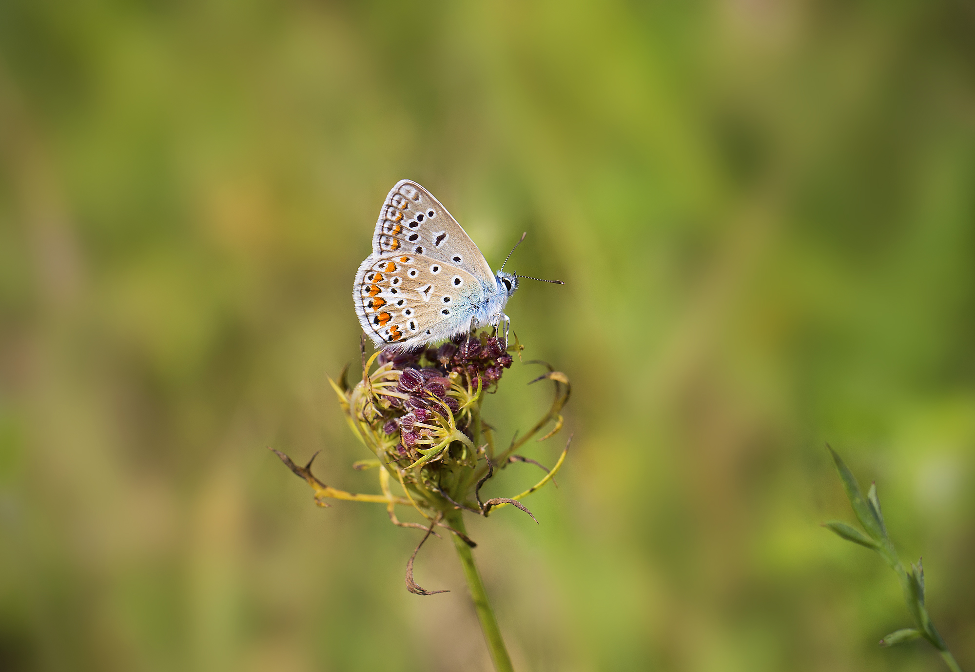Polyommatus icarus