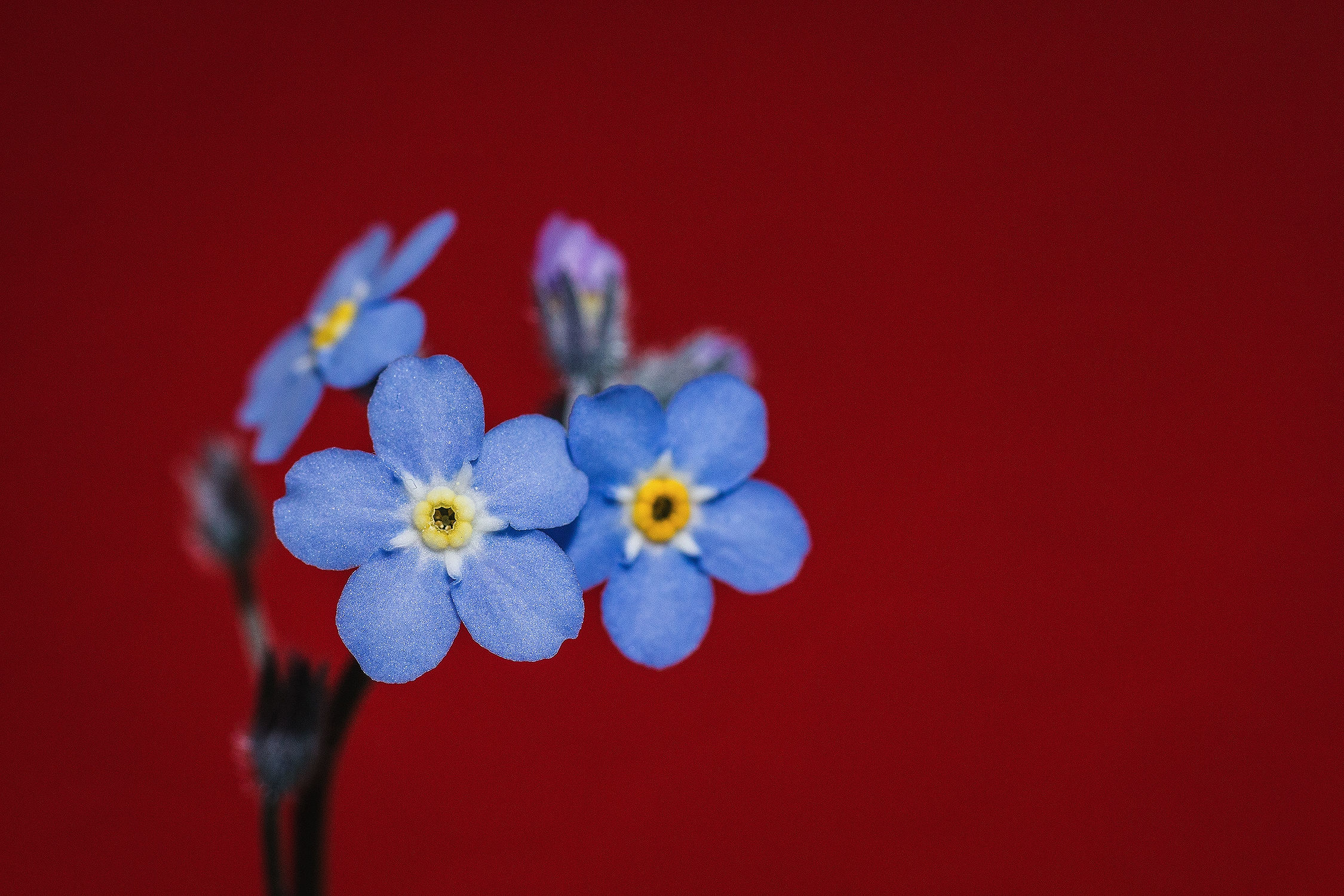 ...quel mazzolin di fiori...
