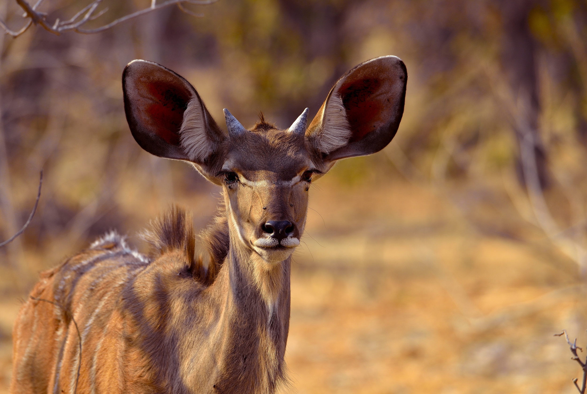 Kudu