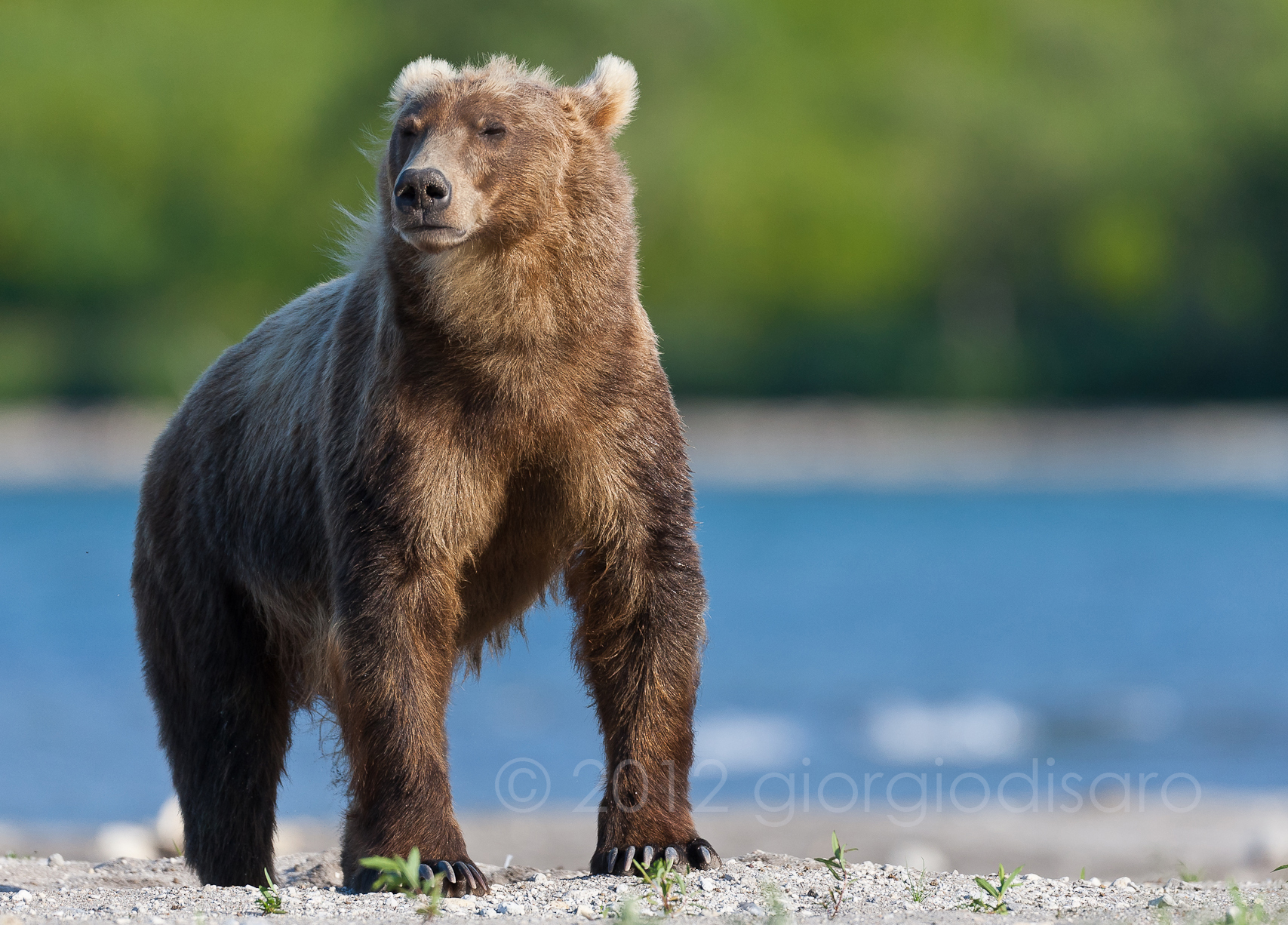 sweet morning breeze