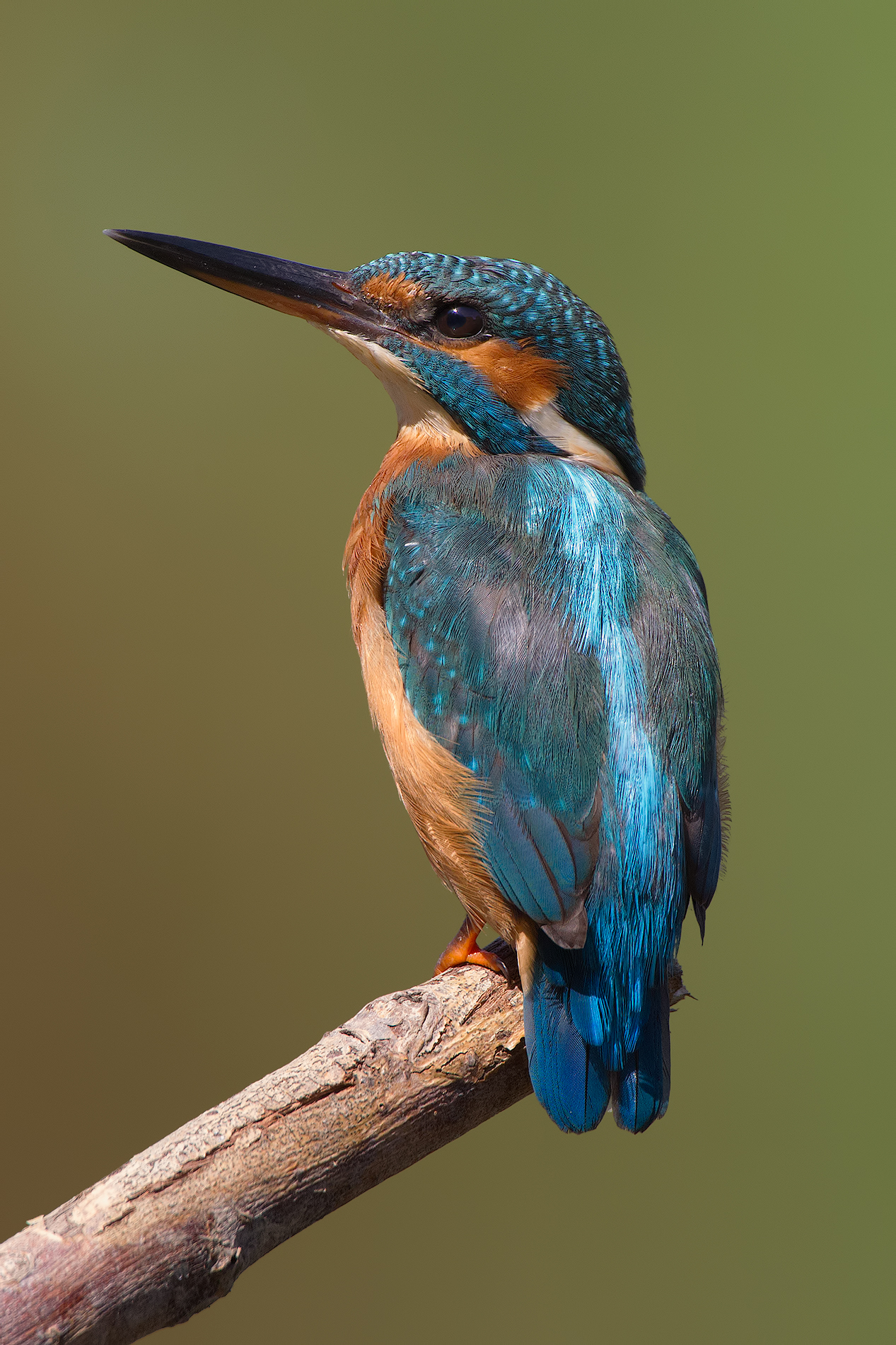 Almeno si è girato..!!