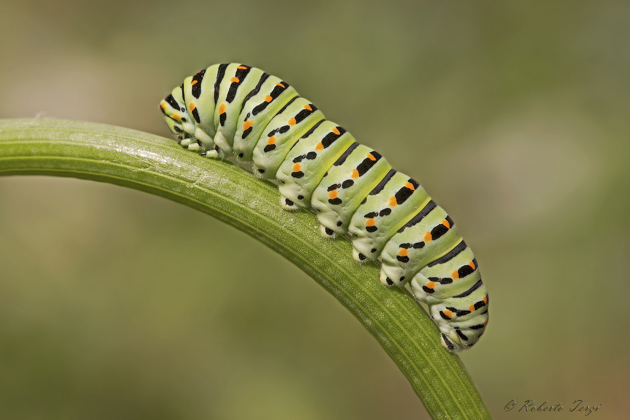 Caterpillar Papylus macaon