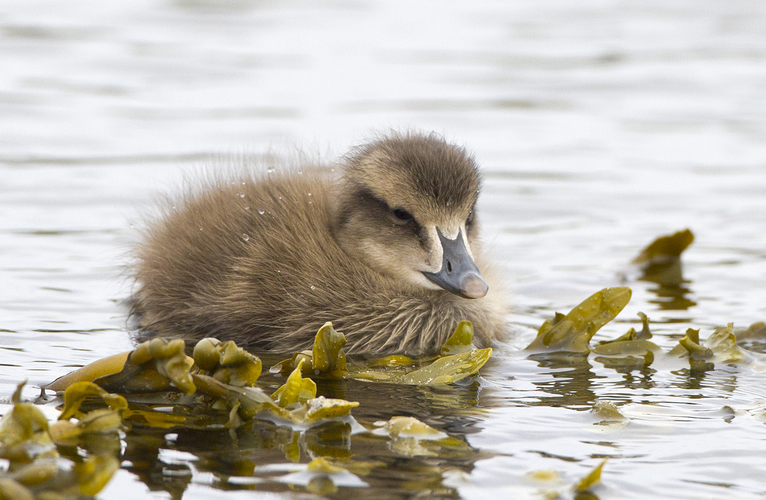 Il pulcino di edredone
