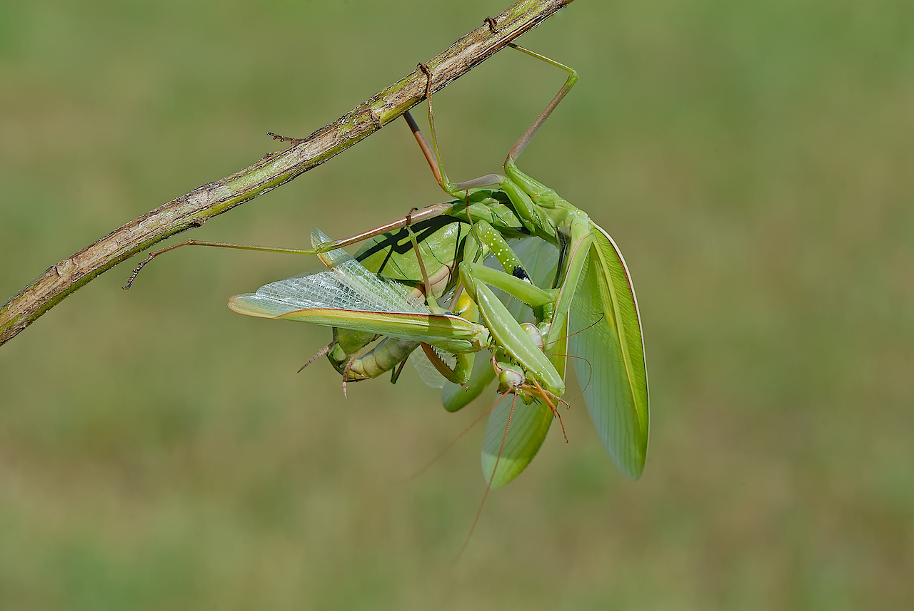 mantide religiosa (accoppiamento fatale)