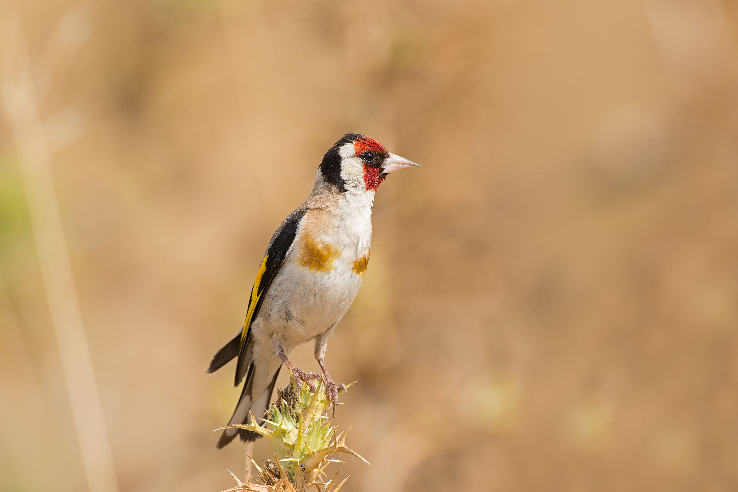 cardellino su cardo (scusando la banalità....)