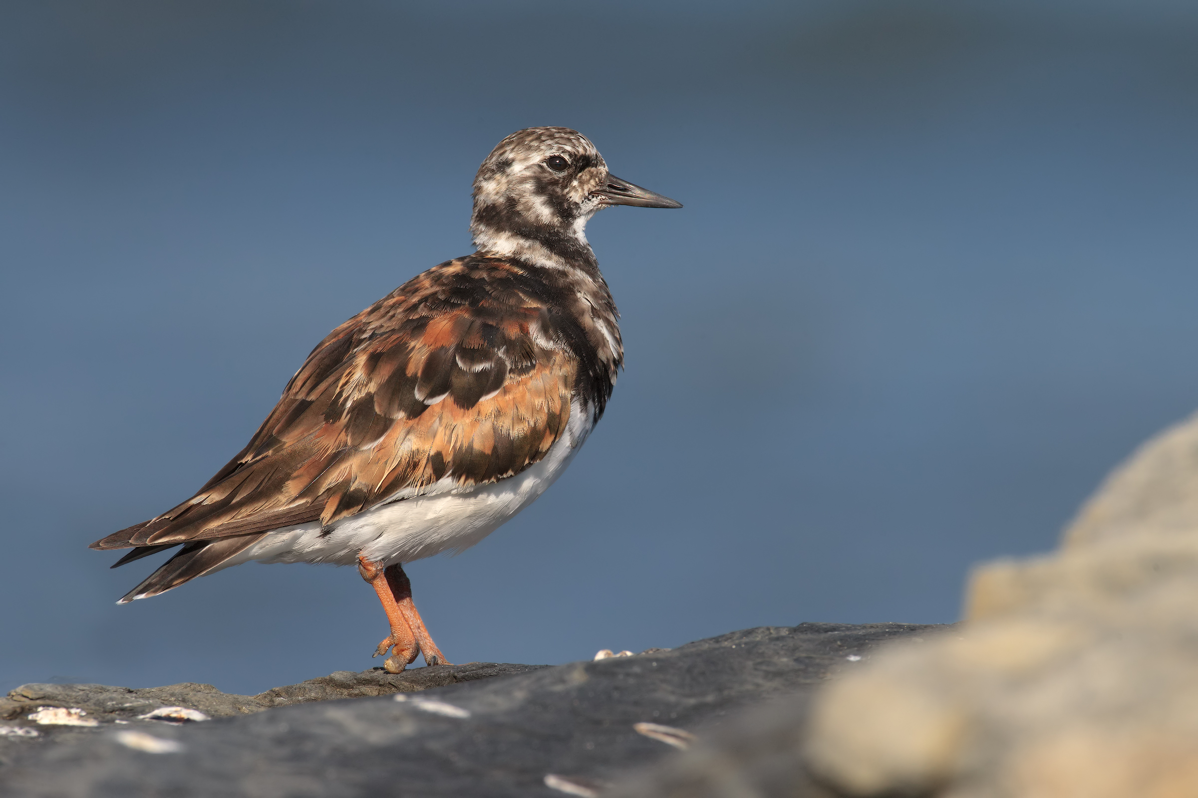 Turnstone in dress