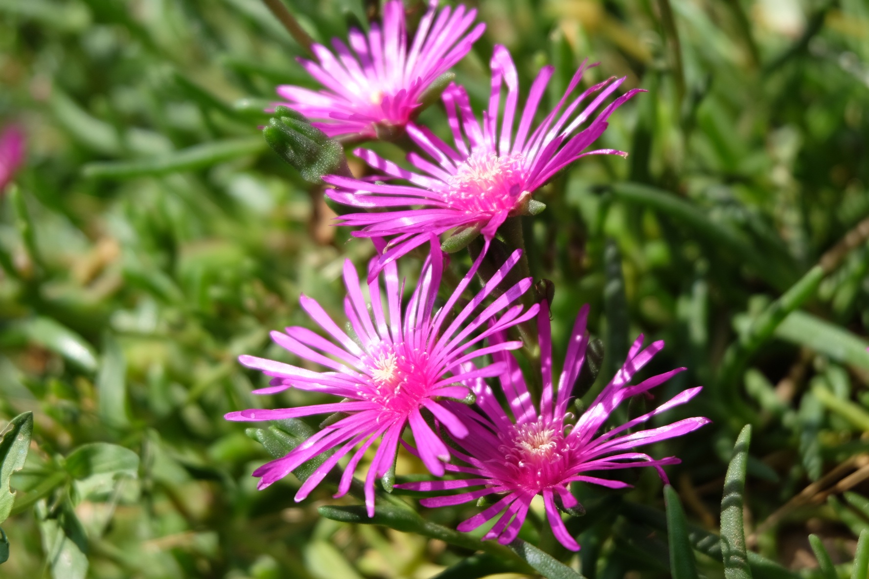 Fiori fucsia