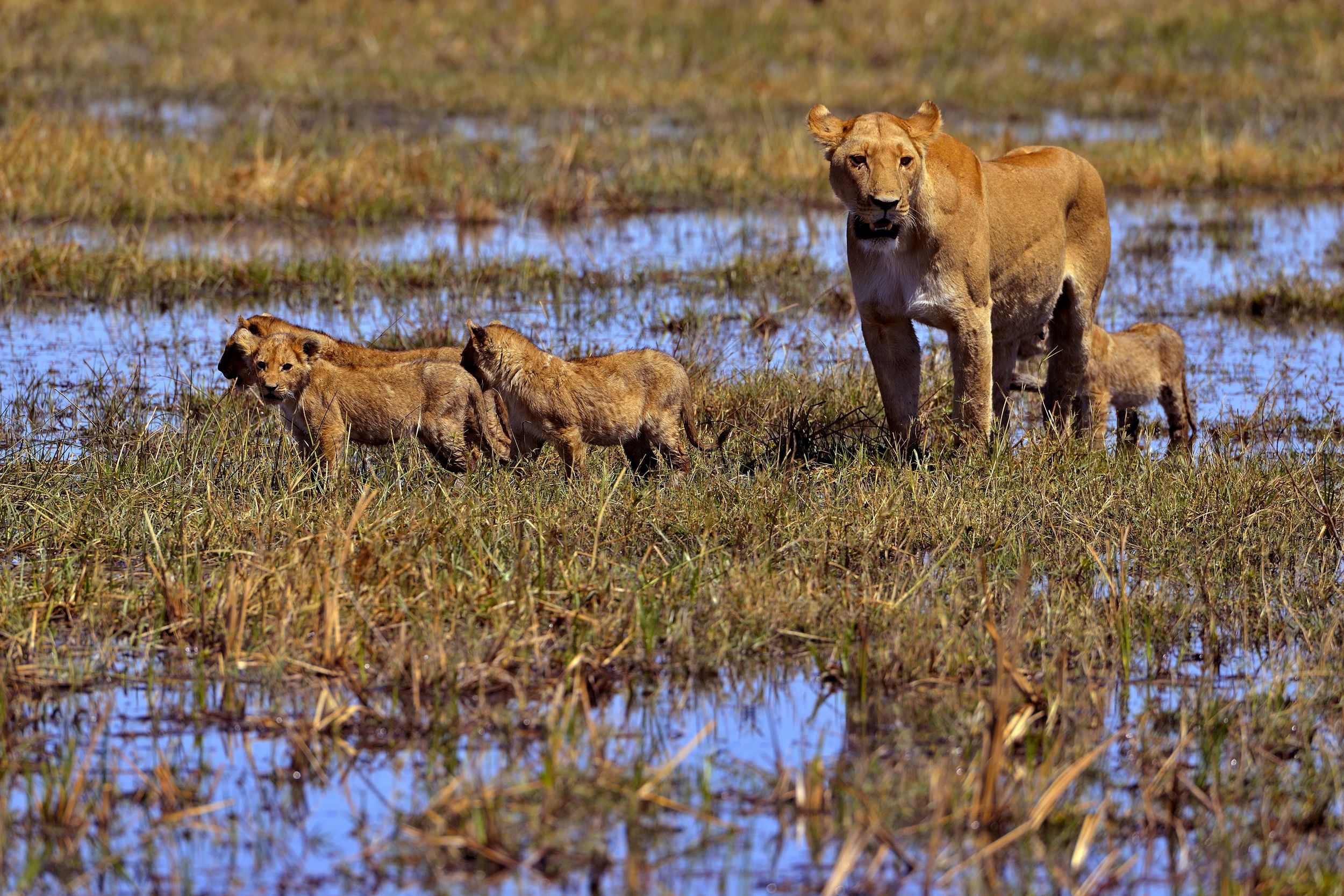 leonessa con cuccioli