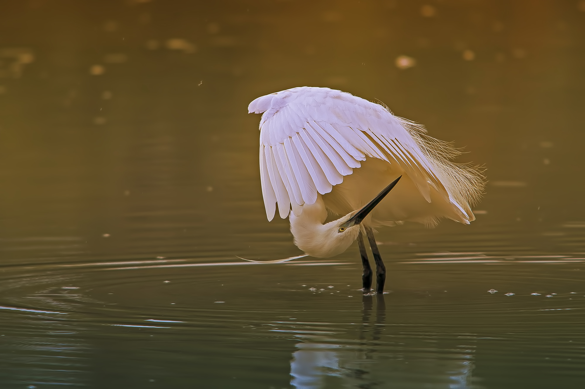 Egret end of the day.