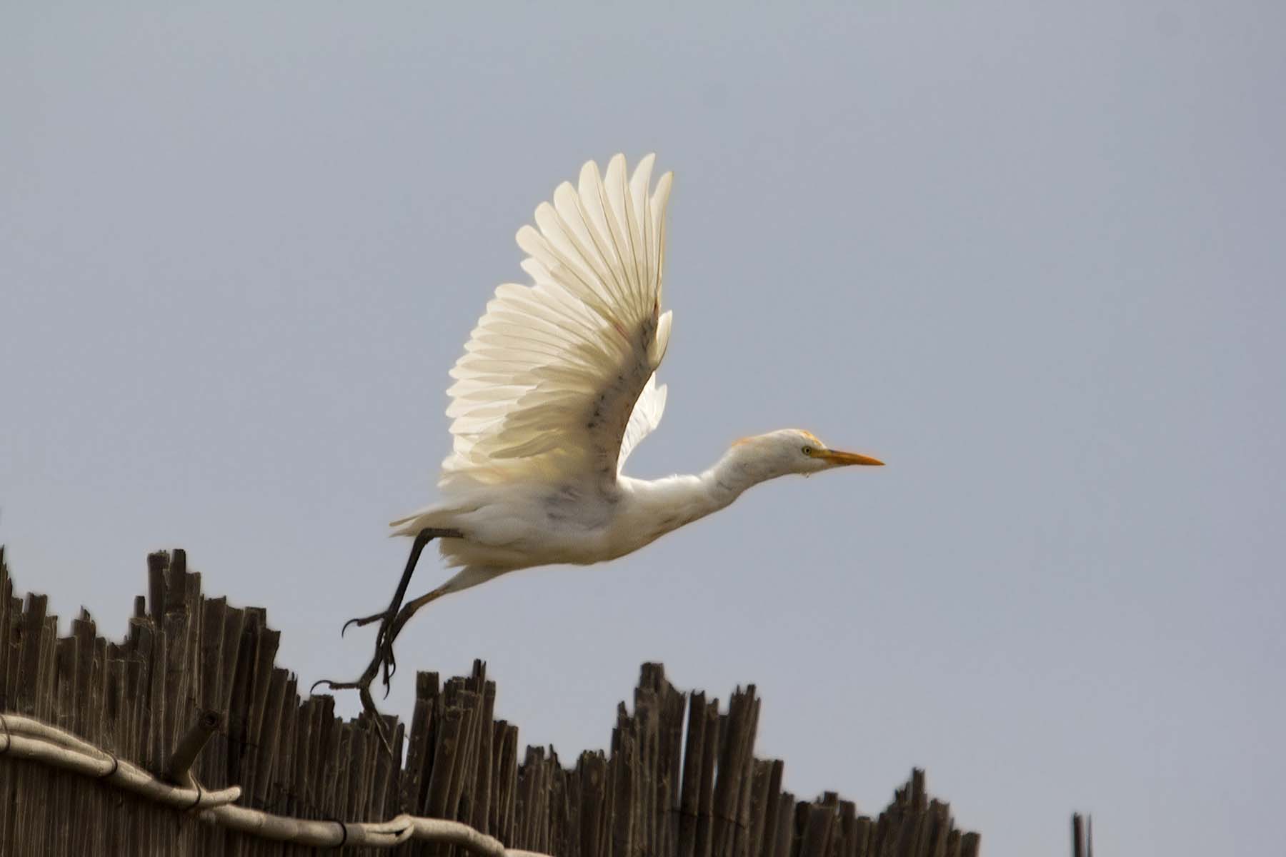 Sorpreso con le canne