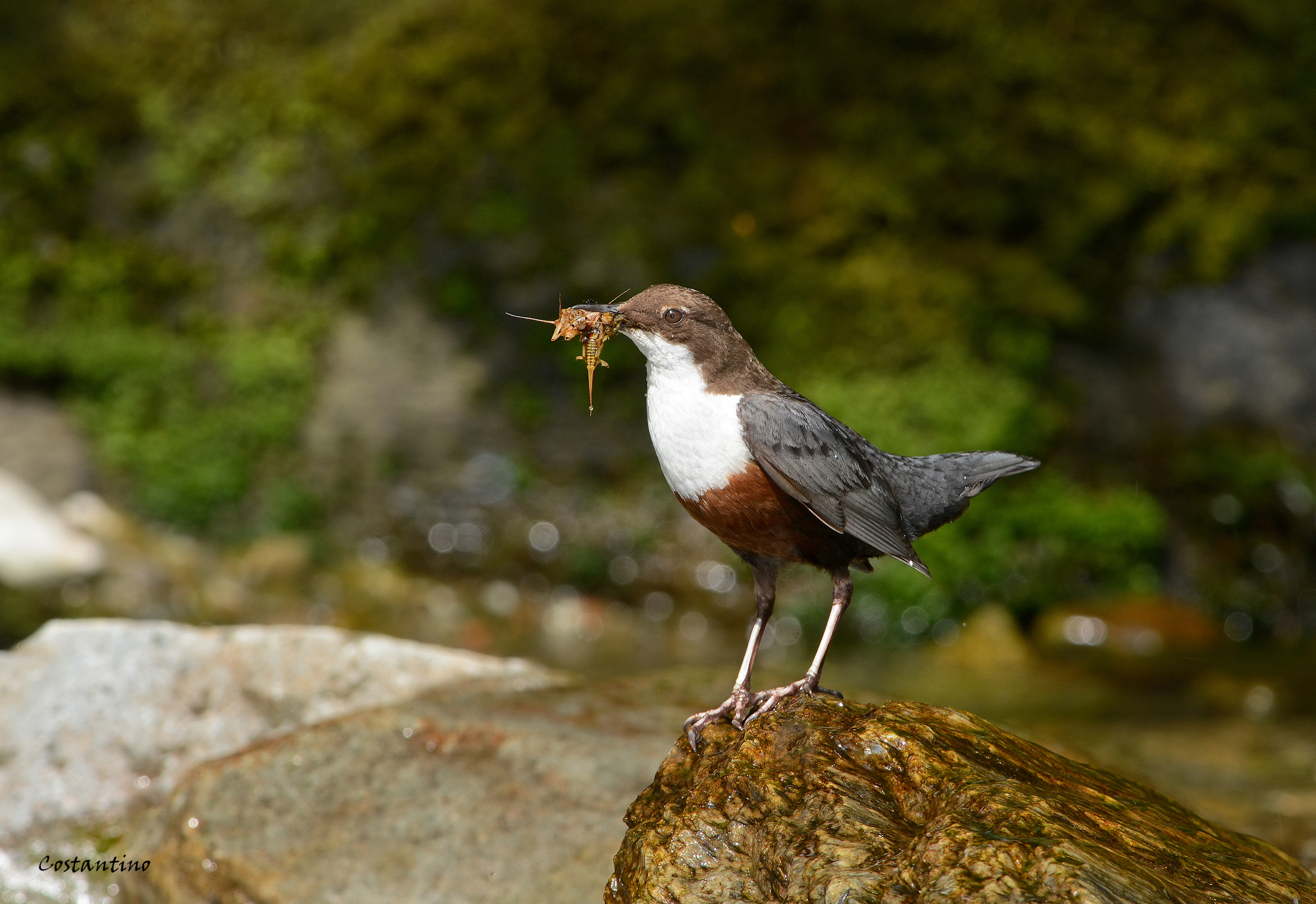 Dipper (Cinclus cinclus)