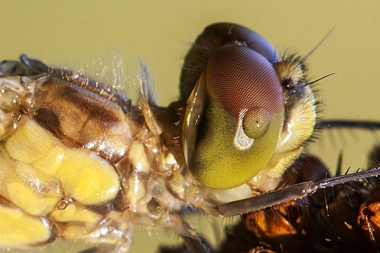 ritratto di libellula