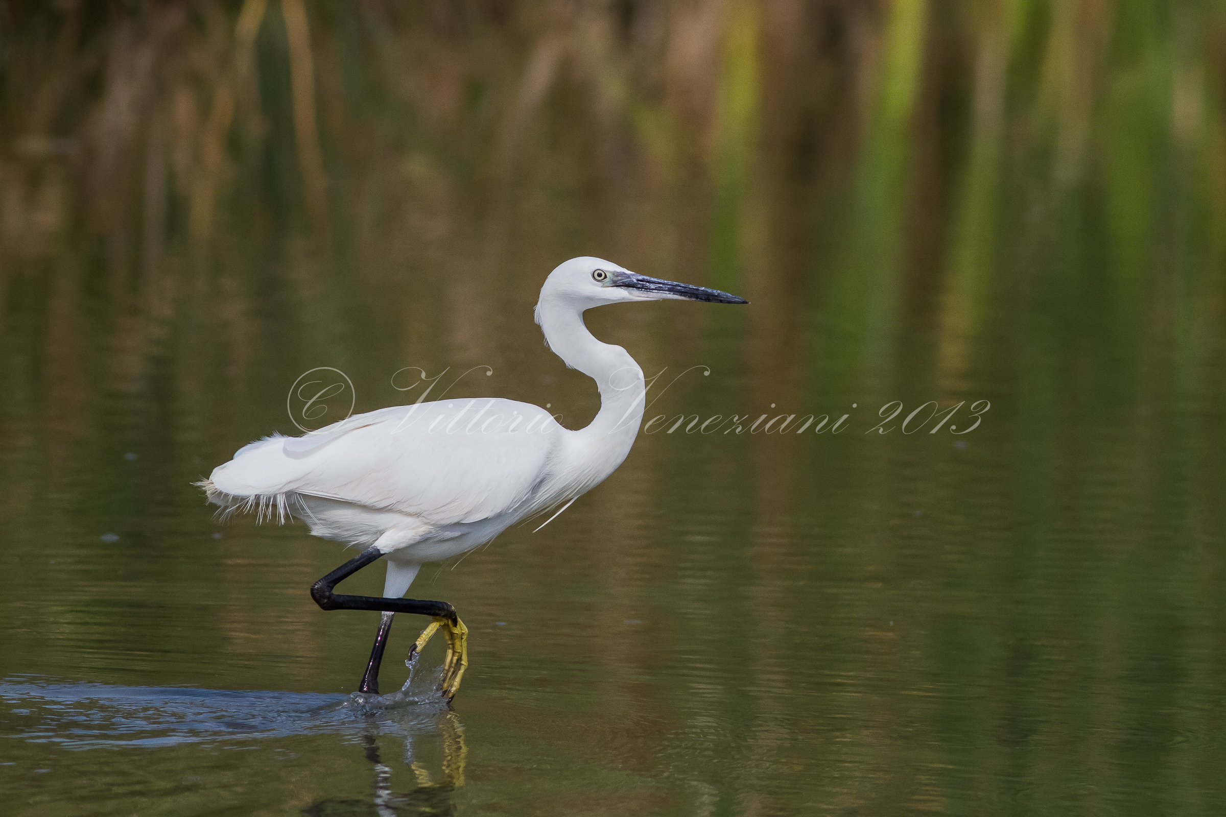 Qua la zampa, Garzetta