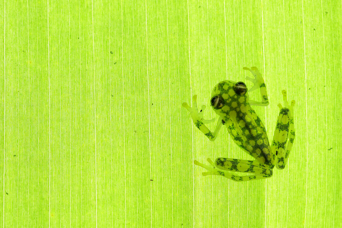 Glass frog