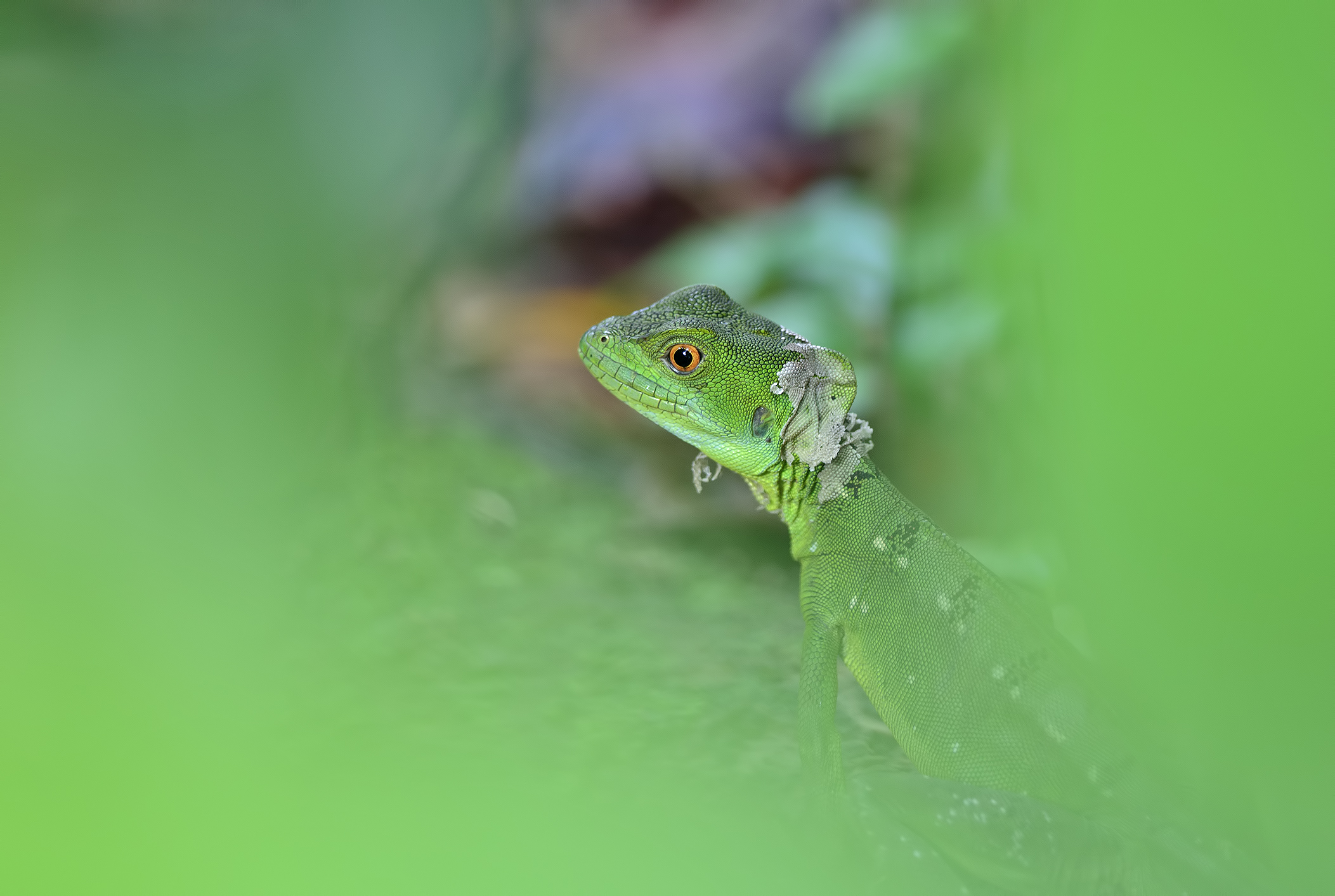 Basilisco smeraldino