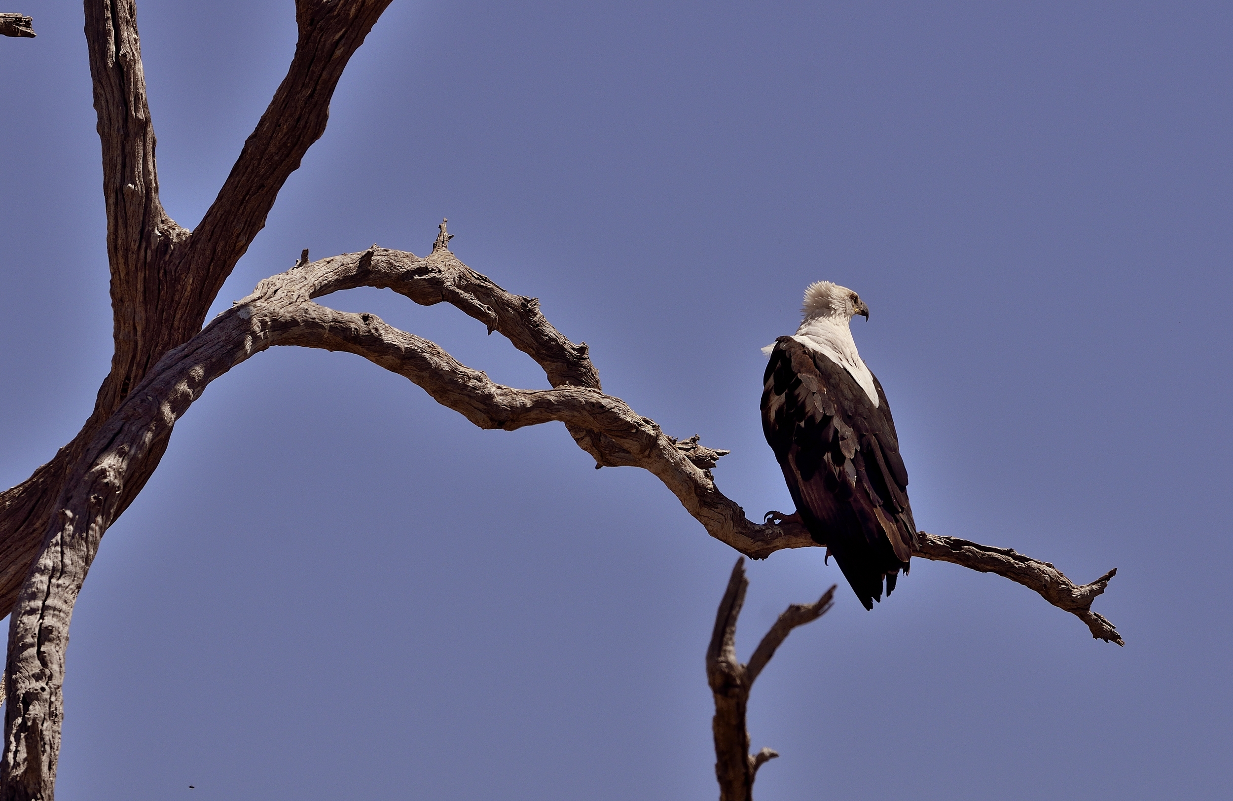 fish eagle